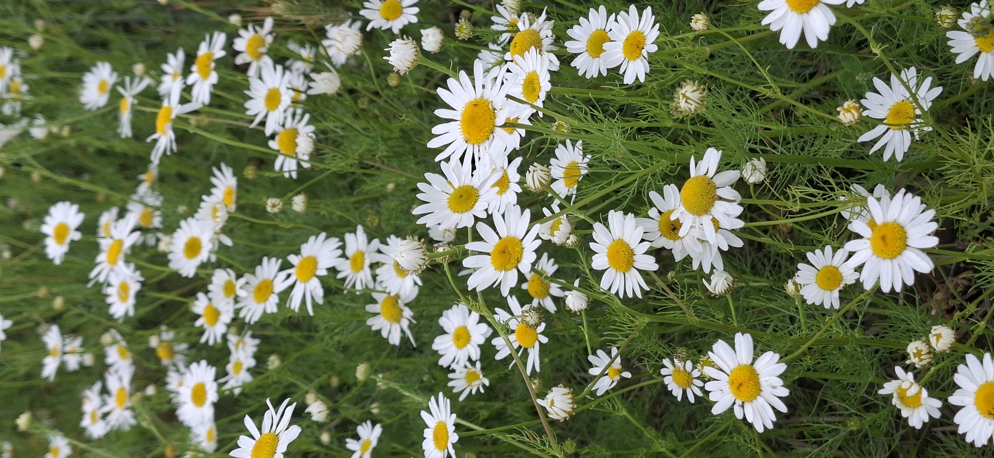 The image shows a field of white daisies with yellow centers, densely packed and blooming in bright daylight. The daisies are in various stages of bloom, with some fully open and others appearing as buds. The background is a blur of green foliage, suggesting a natural, outdoor setting. The scene is free of any human presence or man-made objects. The image appears to be taken at ground level, focusing on the flowers.