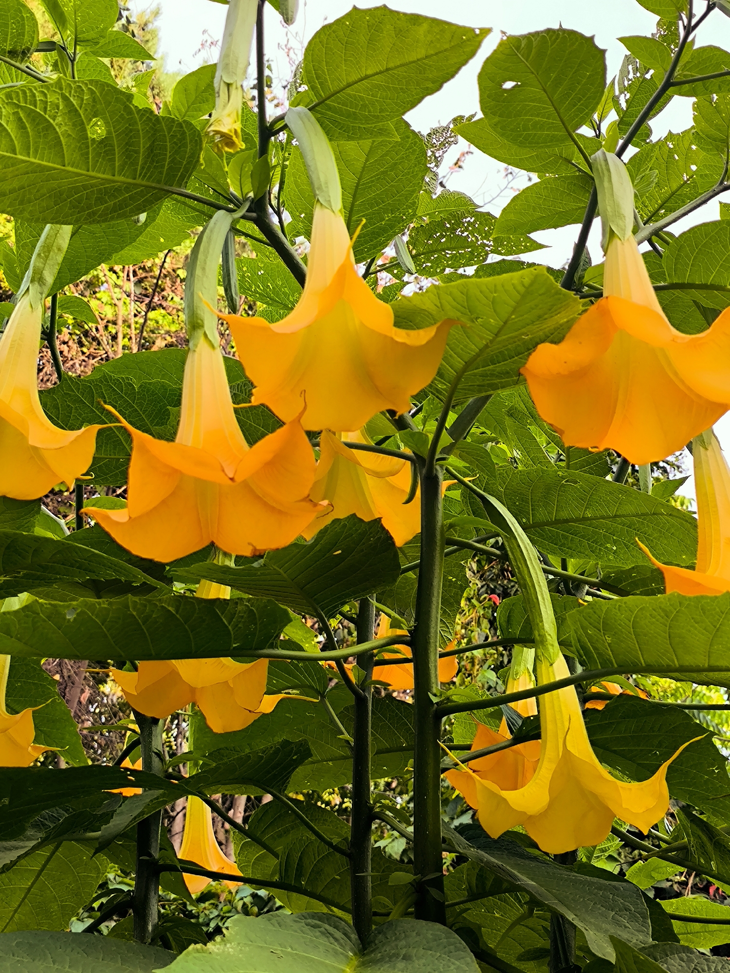 The image displays a close-up view of several bright orange, trumpet-shaped flowers hanging from thick, green stems and surrounded by large, textured green leaves. The flowers are prominently featured, with some fully open and others still partially closed or drooping. The lighting suggests an outdoor setting, possibly in a garden or park, with a soft, diffused light illuminating the scene. The background is blurred, hinting at a natural environment with hints of brown foliage and sky peeking through the leaves. There are no people or animals visible in the image. The scene is serene and focuses entirely on the natural beauty of the flowers and foliage.