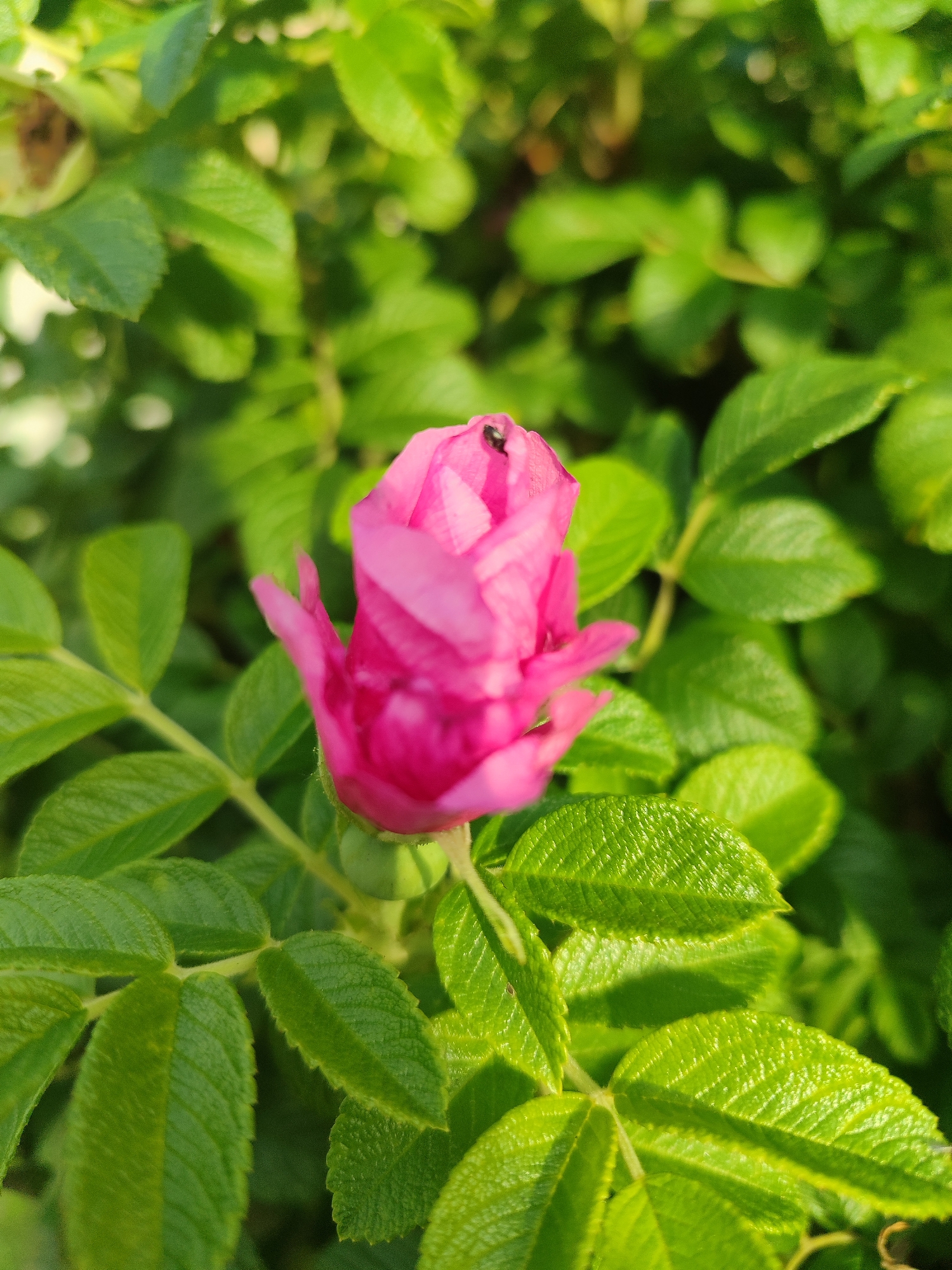 A close-up, vertical shot features a bright pink rosebud blooming amidst lush green foliage. The rosebud is positioned in the center-left of the frame, with a small, dark insect visible on its upper petal. The leaves are textured with visible veins and appear to be catching the sunlight, creating subtle highlights. The background is filled with more out-of-focus green leaves, creating a soft bokeh effect. The image appears to have been taken outdoors, likely in a garden or park setting. There is no discernible indication of location within Saint Petersburg, Russia.