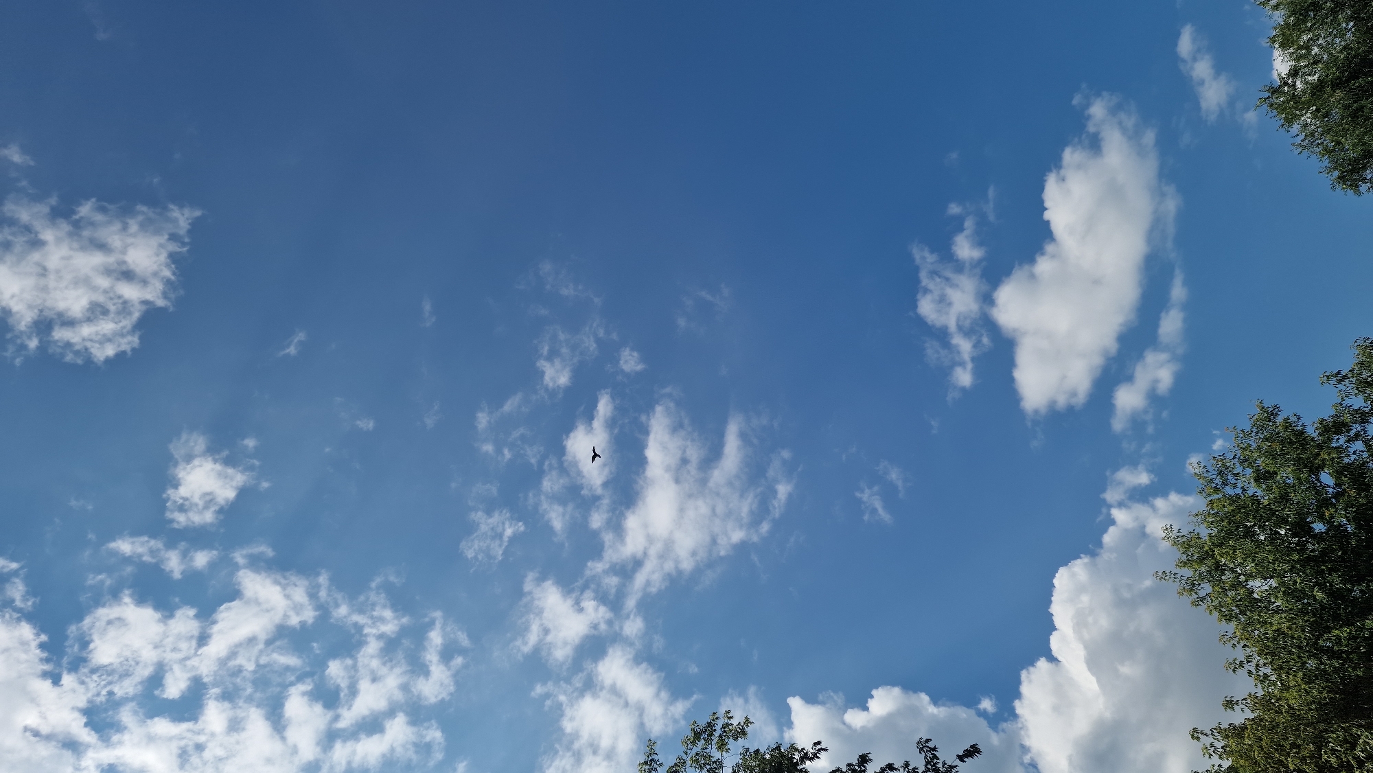The image captures a clear blue sky with scattered white clouds. In the upper center of the frame, a dark silhouette of a bird is visible in flight. The lower part of the image is partially obscured by the green foliage of trees, suggesting an outdoor setting. The scene is consistent with a typical daytime sky over Kostanay, Kazakhstan, with no specific identifiable landmarks to pinpoint the exact location within the city. The weather appears fair and sunny.