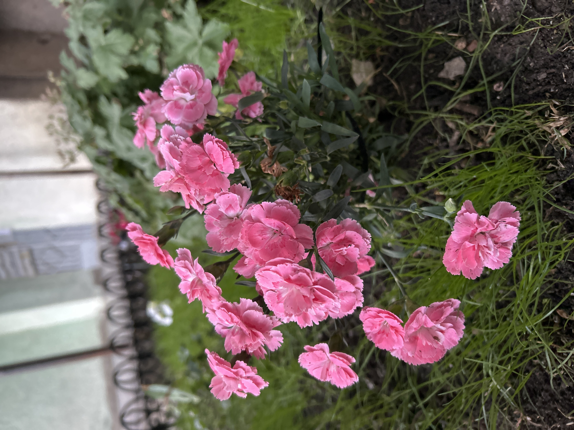 The image displays a vibrant cluster of pink flowers, characteristic of Dianthus or carnations, blooming in a garden setting. The flowers, with their ruffled petals and varying shades of pink, some exhibiting lighter edges and subtle speckling, are the primary focus. They are surrounded by their own dark green foliage and other green plants.
The flowers are rooted in dark soil, interspersed with patches of bright green grass and a few small stones, indicating a natural garden bed. In the blurred background, a light-colored building or wall with a textured facade is visible, suggesting an urban or suburban environment. A black metal fence or railing, featuring ornate circular patterns, runs horizontally across the mid-ground, acting as a boundary between the garden and the background architecture.
The scene is illuminated by natural daylight. There is no specific activity occurring, and no people or visible text are present in the frame. The overall impression is one of natural beauty and a well-kept garden, located in Sofia, Bulgaria. The photograph itself is oriented 90 degrees clockwise from a typical upright perspective.