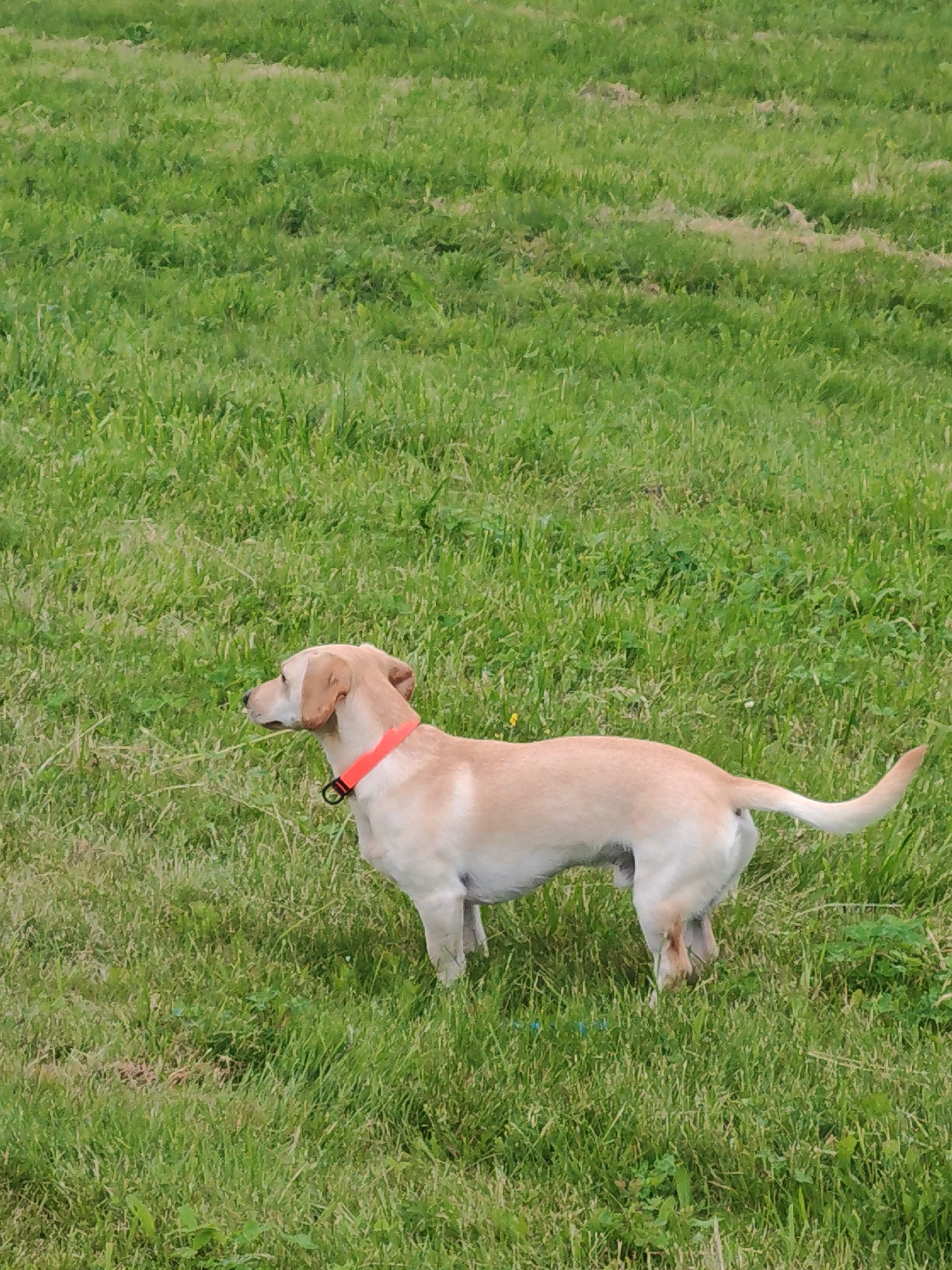 A light-colored dog with a red collar stands in a grassy field. The dog is facing left with its head slightly turned. The field is covered in green grass, with some patches of dried grass and a few scattered yellow flowers. The sky is not visible.