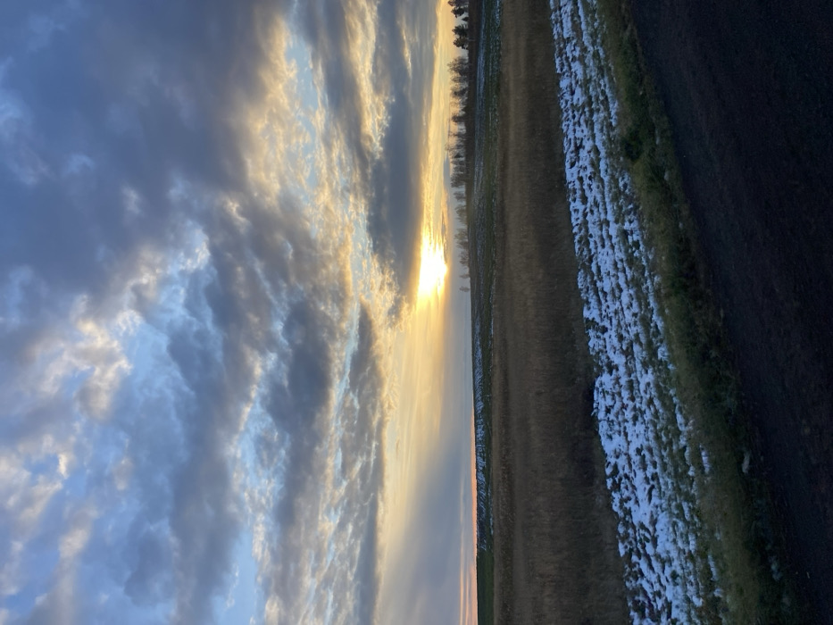 The image presents an outdoor landscape located near Sheragul, Russia, at either sunrise or sunset. The upper two-thirds of the frame are dominated by a sky filled with a dense, textured cloud layer exhibiting hues of blue, grey, and white. A prominent, bright orange-yellow light source, consistent with the sun, is visible just above the horizon, slightly right of center, partially obscured by clouds and emitting discernible light rays.
The midground features gently rolling terrain. A large field of dry, brown, dormant vegetation, likely tall grasses or stubble, occupies the central portion. Further back, on an elevated section, is a field with irregular patches of white snow interspersed with darker ground. A linear formation of bare deciduous trees with dark trunks and branches extends along the horizon from the sun's vicinity towards the right edge of the frame, with denser evergreen trees visible on the far right.
The immediate foreground displays a strip of ground covered with fragmented patches of white snow. Below this, a narrow band of sparse green vegetation is present. The lowest portion of the image reveals a dark, unpaved surface, consistent with a dirt road or roadside embankment. No human figures, animals, or man-made structures are present within the depicted scene. The conditions suggest a transition season with partial snow cover.