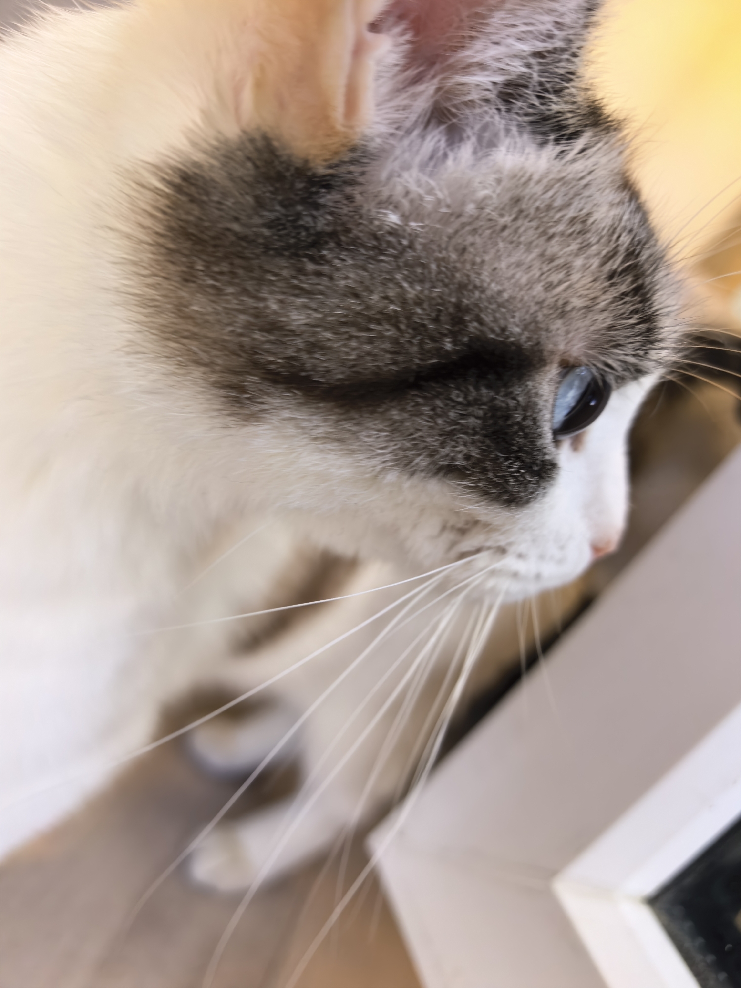 A close-up shot features a cat with gray and white fur, focusing on its head and face. The cat's eye, which appears to be blue, is visible. The cat is indoors and facing right. The environment includes a white window frame. The city and country are not determinable from the image.