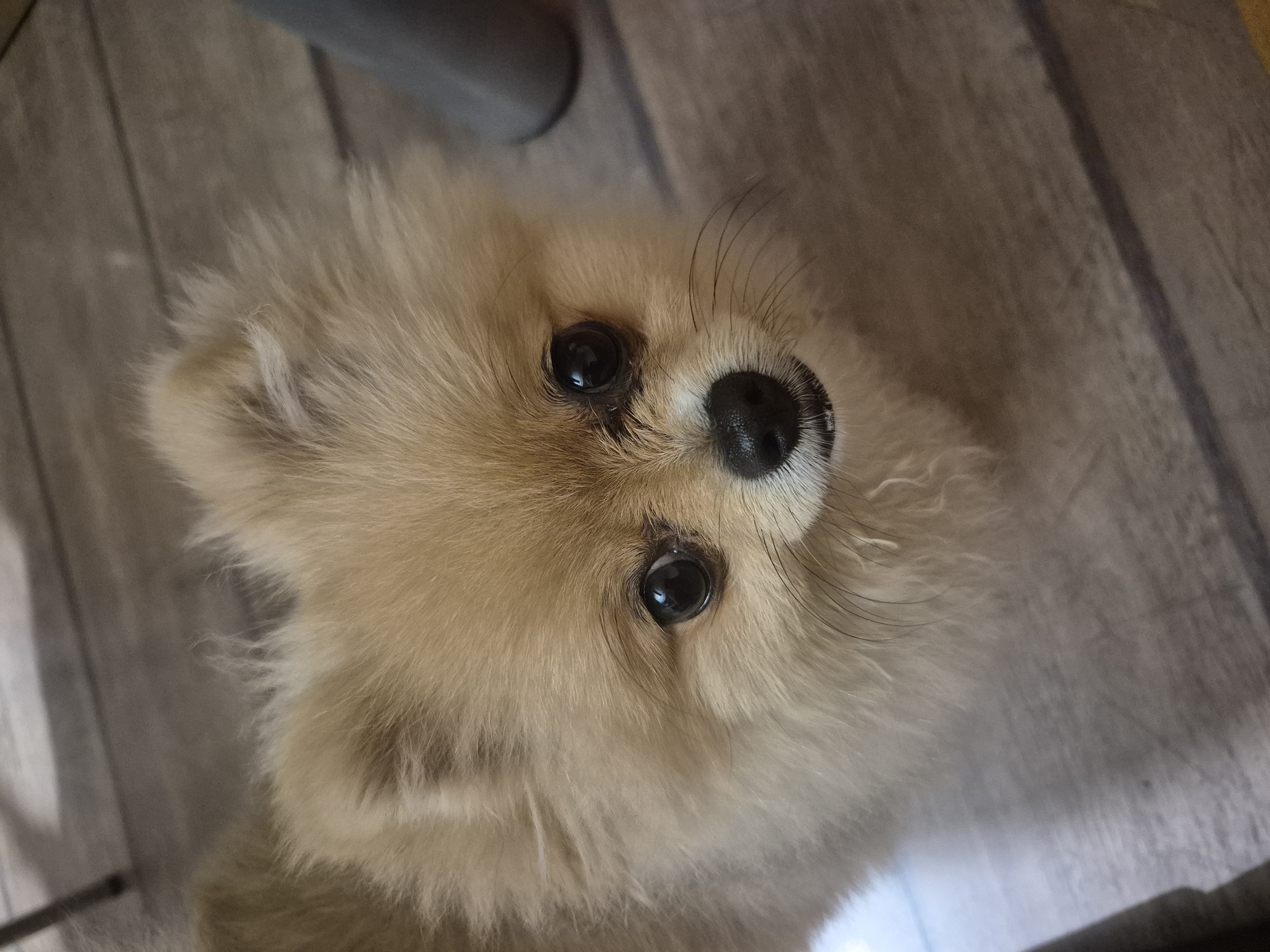 A Pomeranian dog with tan fur is looking upwards at the camera, its face filling most of the frame. The dog has large, dark eyes, a black nose, and long whiskers. Its fur is fluffy and appears slightly windswept. The dog is positioned on a light-colored wooden floor. In the background, out of focus, are hints of furniture or objects, including a dark gray cylindrical shape on the right side. The lighting is soft, and the overall impression is one of a close-up portrait of a pet. There is no indication of the city of Burgas, Bulgaria, or any specific urban environment in this image.
