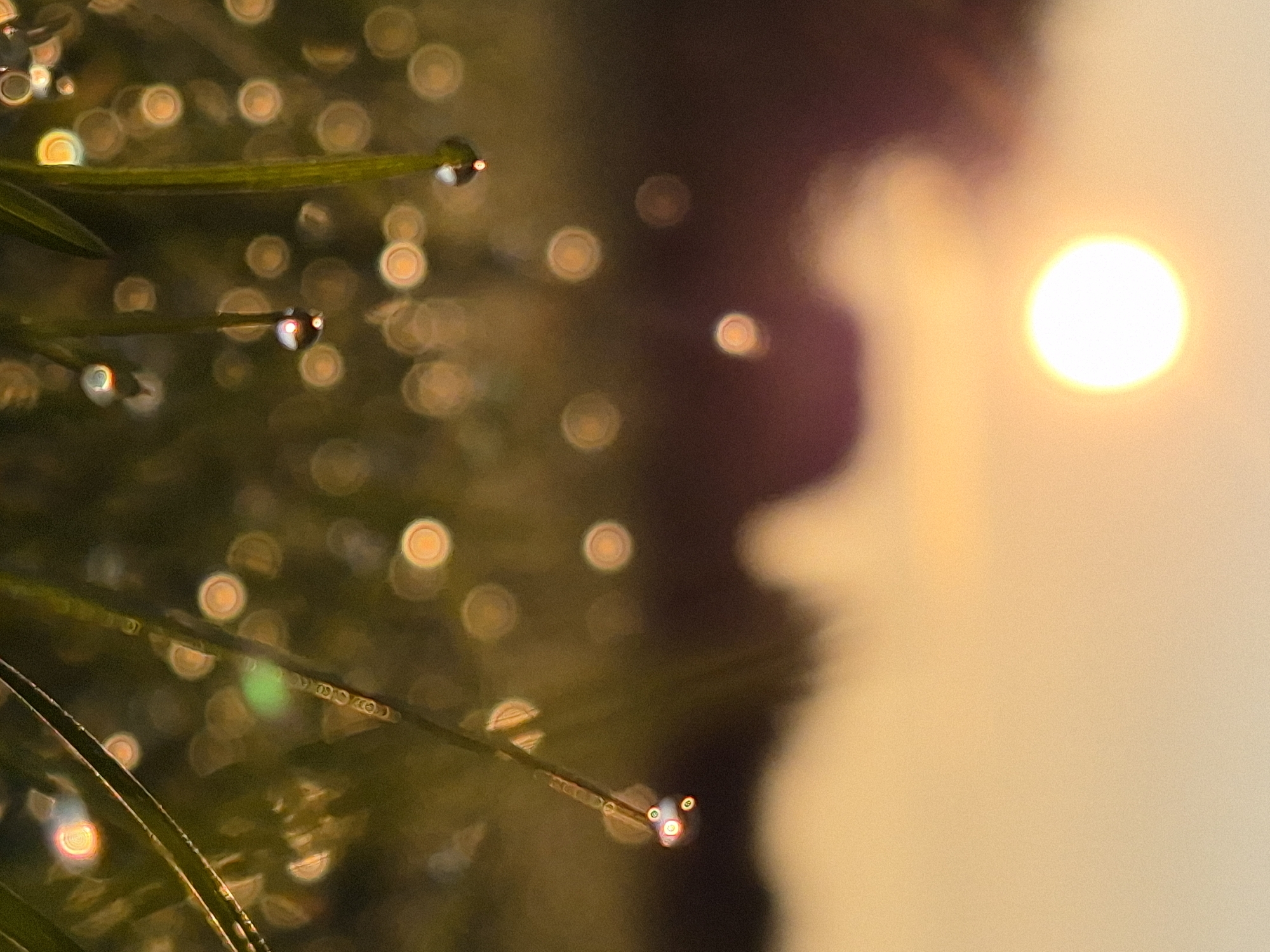 The image is a macro shot of blades of grass covered in dew drops, with a blurred background of trees and a bright sun setting or rising. The dew drops on the grass blades reflect the sunlight, creating bokeh effects. The overall mood is serene and peaceful. There are no people or animals visible in the image. The location of Sooblase, Estonia is not depicted in this image.