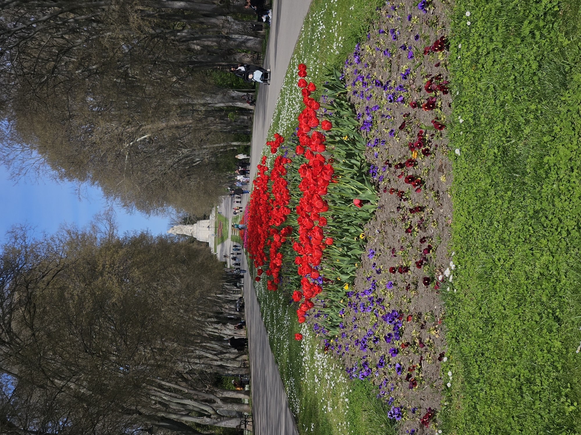 This image presents a serene view of a wide, tree-lined avenue within a park, likely in Varna, Bulgaria. The central feature is a paved path extending into the distance, leading towards a prominent white monument or building at the far end.
Along the right side of the path, a vibrant flower bed captures attention. It features a long, continuous display of bright red tulips, their green leaves contrasting with the deep red blooms. Adjacent to the tulips, further towards the grassy area, are clusters of smaller purple and dark red pansies. Beyond the flower bed, a lush green lawn, speckled with small white daisy-like flowers, extends across the right portion of the scene.
The path is bordered on both sides by rows of mature deciduous trees. Their branches are mostly bare, showing only sparse, light green or brown buds, characteristic of early spring. The sky above is clear and bright blue, suggesting fair weather.
Several people are visible enjoying a leisurely walk along the path. They are spread out, some walking alone, others in small groups. One individual is seen pushing a light-colored stroller. Their presence adds a sense of activity and enjoyment to the peaceful park setting.
The time of day appears to be bright daylight, possibly morning or afternoon, given the clear sky and even lighting. The overall atmosphere is calm and pleasant. There is no visible text in the image.
