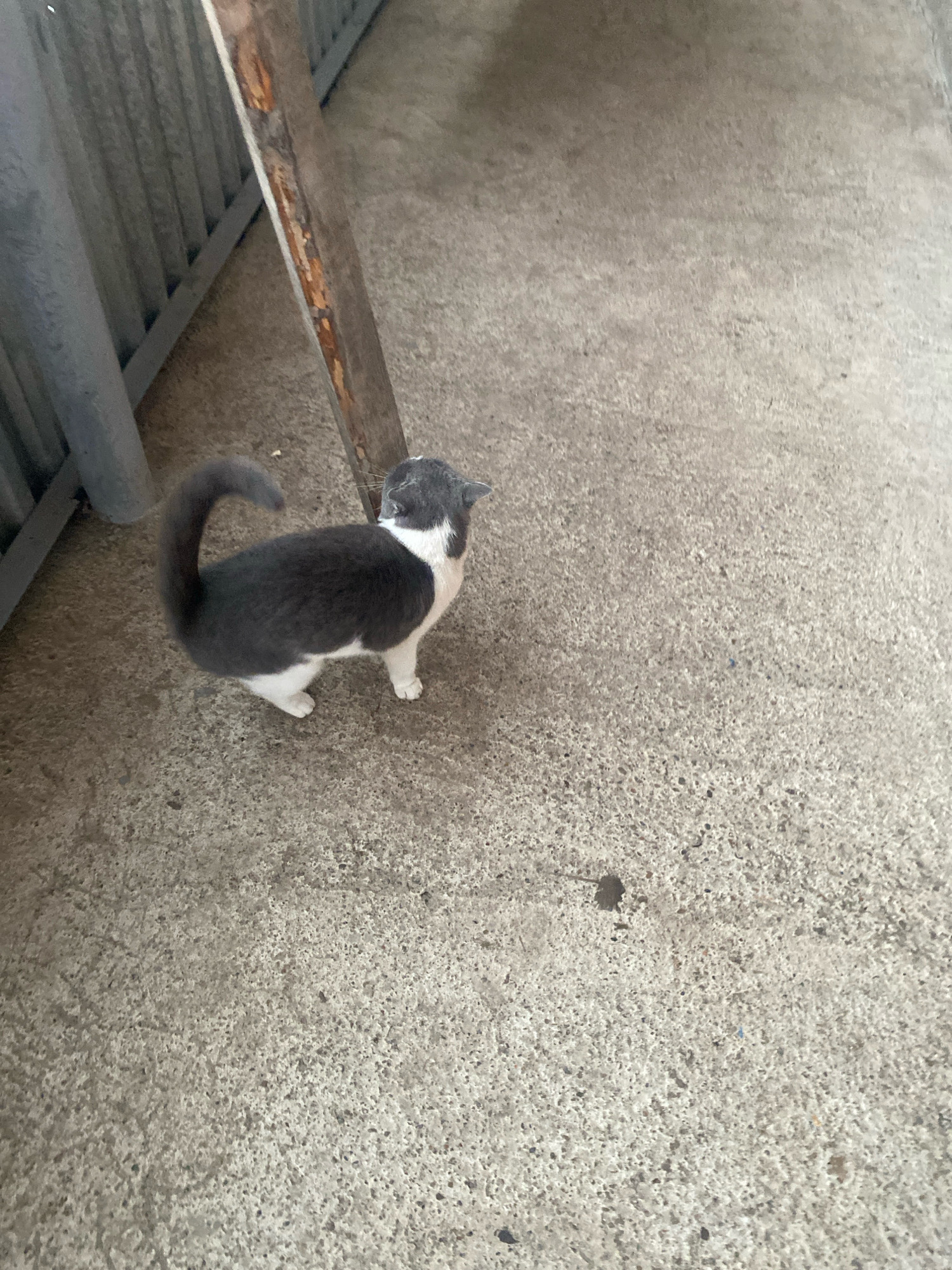 A medium shot shows a grey and white cat standing on a concrete surface next to a corrugated metal fence and a wooden support. The cat is facing away from the camera, with its tail curled upwards. The concrete appears worn and has some stains and small debris on it. The metal fence runs along the left side of the frame, and a portion of a wooden plank is visible in the center, leaning against the fence. The scene is outdoors, with natural light illuminating the area. No specific location in Subash, Russia is discernible from the image itself.