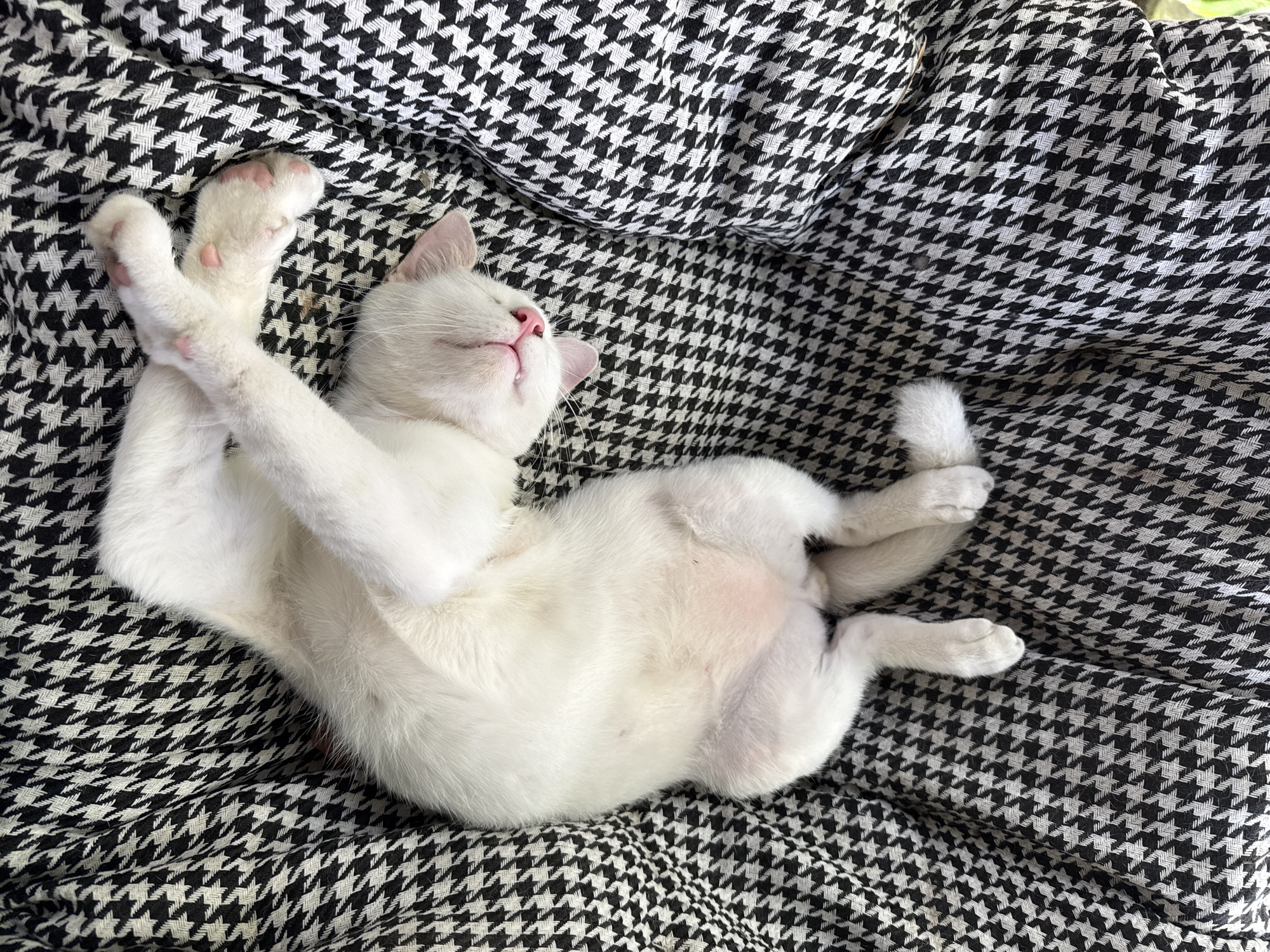 A white kitten sleeps on its back on a black and white houndstooth patterned fabric. The kitten's paws are curled up towards its chest, and its belly is exposed. Its eyes are closed, and its mouth is slightly open, revealing tiny pink gums. The kitten's fur is soft and fluffy, and its pink nose stands out against its white face. The fabric appears to be part of a blanket or upholstery. The image is taken from a top-down perspective. The location is not specified as being in ตำบลเกาะพะงัน, Thailand.