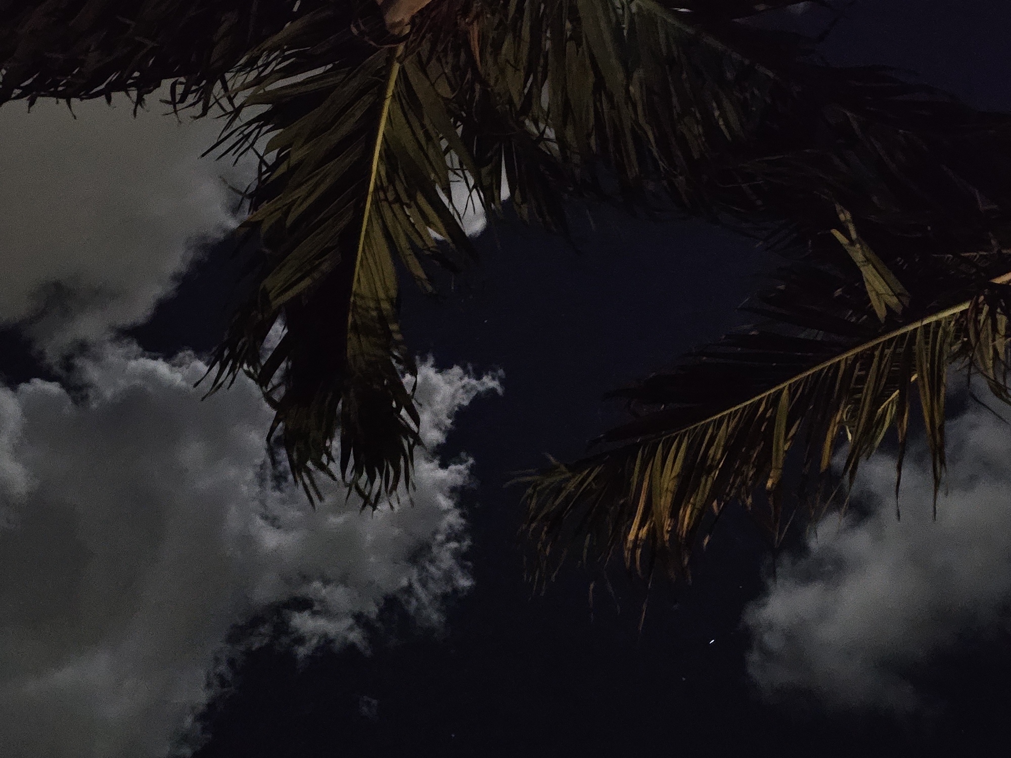 This image captures a night scene looking up through palm fronds at a dark sky filled with scattered clouds. The palm leaves are silhouetted against the night sky, with some appearing darker than others due to the lighting. The clouds are illuminated, suggesting the presence of moonlight or artificial light filtering through them, creating a dramatic contrast with the deep darkness of the sky. A few faint, small dots, possibly distant stars or insects, are visible in the darker parts of the sky. The overall mood is serene and somewhat mysterious, evoking a tropical night. The time of day is clearly night. The presence of palm trees strongly suggests a tropical or subtropical location. The image was taken in Denpasar, Indonesia. There is no visible text in the image.