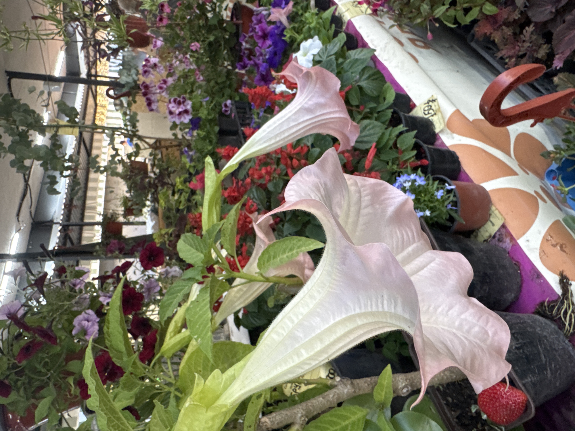 The image depicts a vibrant stall selling a variety of flowering plants in pots. In the foreground, large, pale pink, trumpet-shaped flowers dominate the scene, with their delicate petals unfurling. Surrounding these, smaller red and purple flowers add splashes of color, interspersed with lush green foliage. Several plants are in black plastic pots, some of which are lined up along a white counter. A single red strawberry is visible in one of the pots in the foreground. In the background, more plants are arranged, and a person can be seen in the distance, partially obscured by the greenery. The stall appears to be outdoors, possibly at a market, with a translucent roof structure visible overhead. The overall impression is one of abundant nature and commerce. This scene is likely located in the city of Sochi, Russia, a popular tourist destination known for its botanical gardens and outdoor markets.