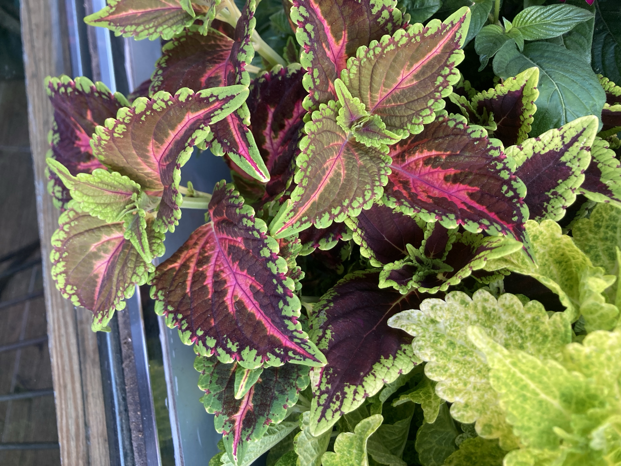 This is a close-up, high-angle, natural light photograph of a cluster of coleus plants. The plants have ornate, serrated leaves with a vibrant mix of colors, including deep burgundy, bright pink veins, and lime green edges. The textures of the leaves are varied, with some appearing smooth and others more ruffled. The composition is tight, focusing on the intricate patterns and contrasting colors of the foliage.
In the background and to the right, there are hints of other green plants, suggesting a garden or a planter filled with multiple varieties. To the left, a portion of a wooden structure, possibly a fence or planter box, is visible, along with a reflective, dark surface that might be glass or polished metal. The lighting suggests it is daytime, with the sunlight highlighting the colors and textures of the leaves.
There is no discernible activity or event taking place, as the focus is solely on the plants themselves. No people are visible, and there is no text. The overall impression is one of natural beauty and vibrant color, showcasing the detailed patterns of the coleus leaves. Given the context of Barcelona, Spain, this could be a plant in a Spanish garden, a balcony planter, or a display in a nursery.