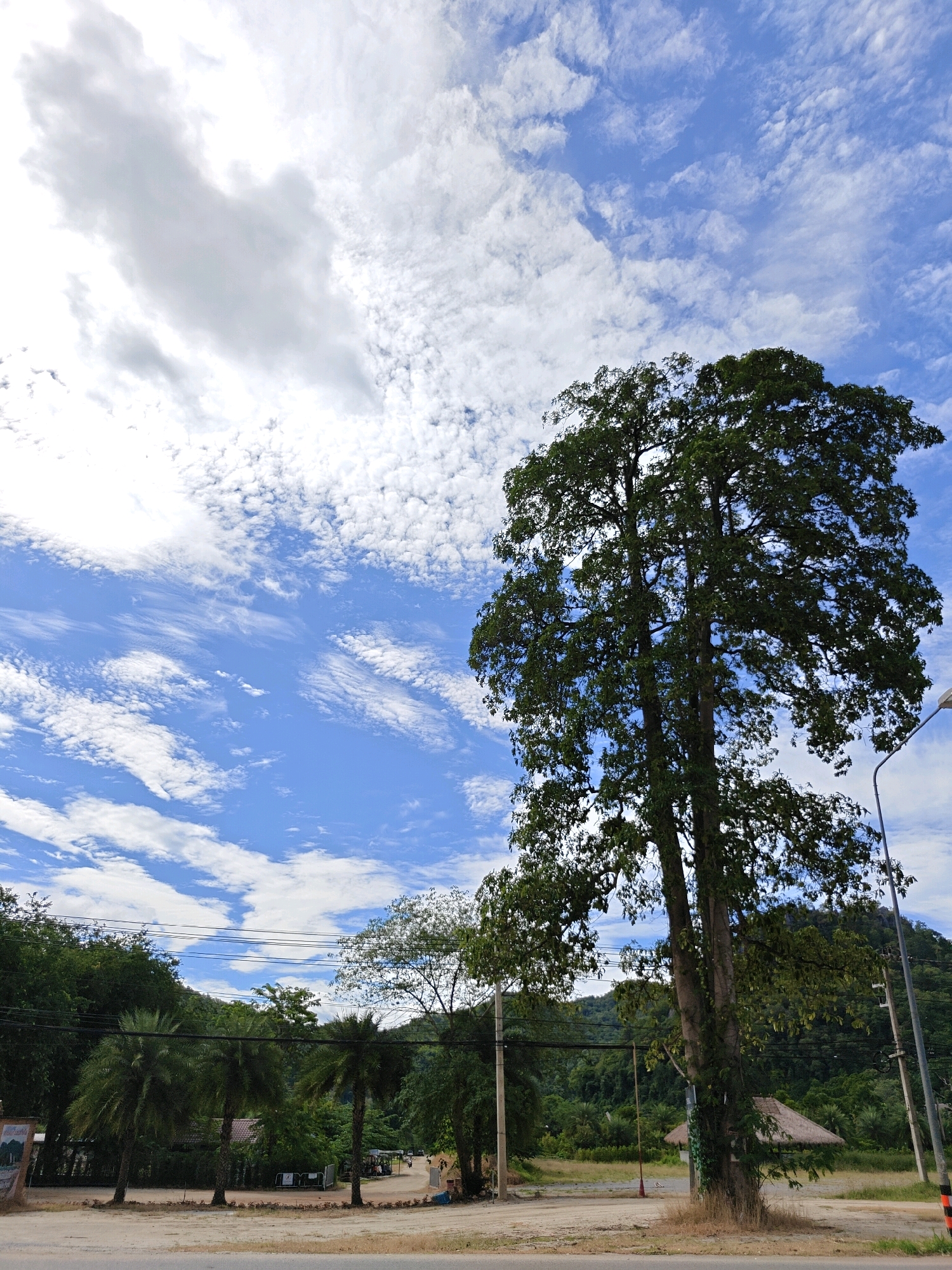 This image depicts an outdoor scene in Khao Yai, Thailand, under a partly cloudy sky with scattered white clouds against a bright blue sky. In the foreground, a large, mature tree with a thick trunk and dense green foliage dominates the right side of the frame. A light pole is visible to the right of the tree. A dirt road or path runs in front of the tree, and beyond that, several palm trees are spaced out. In the background, a line of lush green trees and vegetation forms a hillside, with power lines strung between poles. A small, thatched-roof structure is partially visible behind the main tree. The overall impression is one of a natural, somewhat rural setting within Khao Yai.