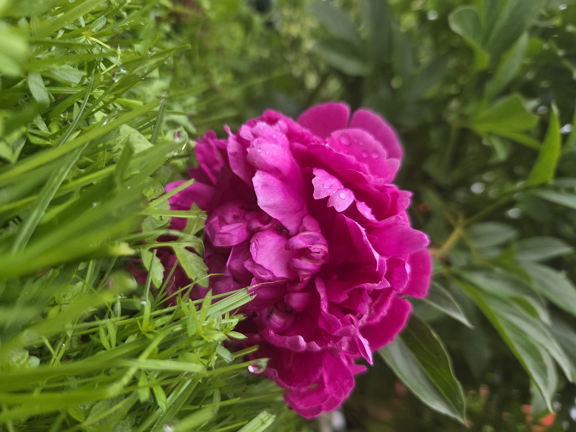 A close-up, low-angle shot focuses on a vibrant magenta peony blossom nestled amongst lush green grass and foliage in the city of Восход Снт (фролово), Russia. The flower, with its densely packed, ruffled petals, is adorned with numerous water droplets, suggesting recent rain or dew. Several small, dark ants are visible on the petals, actively moving amongst the folds. The background consists of blurred green leaves, indicating a garden setting. The lighting is soft and diffused, enhancing the textures and colors of the natural elements.