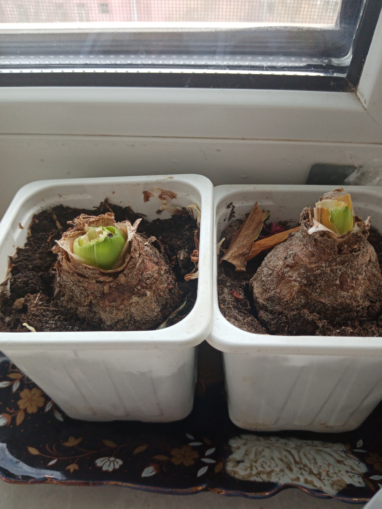 The image shows two potted Amaryllis bulbs in white plastic containers, sitting on a decorative tray with floral patterns. The tray rests on a windowsill, with a closed window visible in the background. The bulbs are planted in dark soil and show signs of growth, with green shoots emerging. The scene is indoors, likely in a domestic setting. There is no information in the image to suggest that this image has been captured in the city of Elektrostal, Russia.