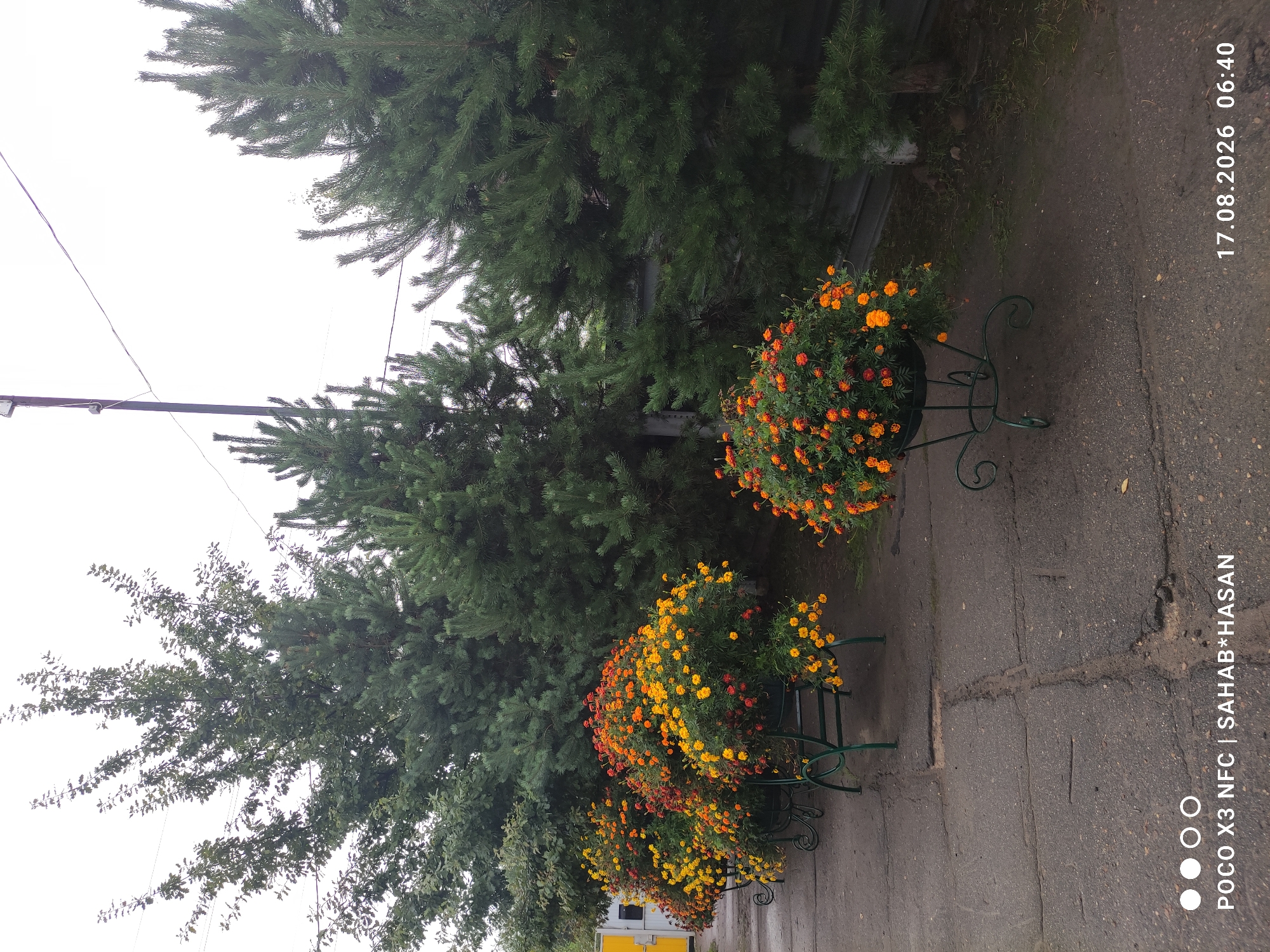 The image depicts an outdoor scene with several large evergreen trees forming a dense backdrop. In the foreground, a paved pathway runs horizontally across the lower portion of the frame. Lining the pathway are several planters filled with abundant, brightly colored marigolds in shades of orange and yellow, interspersed with some reddish-orange blooms. The planters themselves are dark green, ornate metal stands with curved legs. To the left, a portion of a building with a yellow facade is visible. The sky is overcast and bright. The timestamp in the lower right corner indicates the image was taken on August 17, 2026, at 06:40. The text in the lower left corner reads "POCO X3 NFC | SAHAB*HASAN". The scene suggests a well-maintained area, possibly a park, garden, or the grounds of a commercial establishment in Kostroma, Russia.