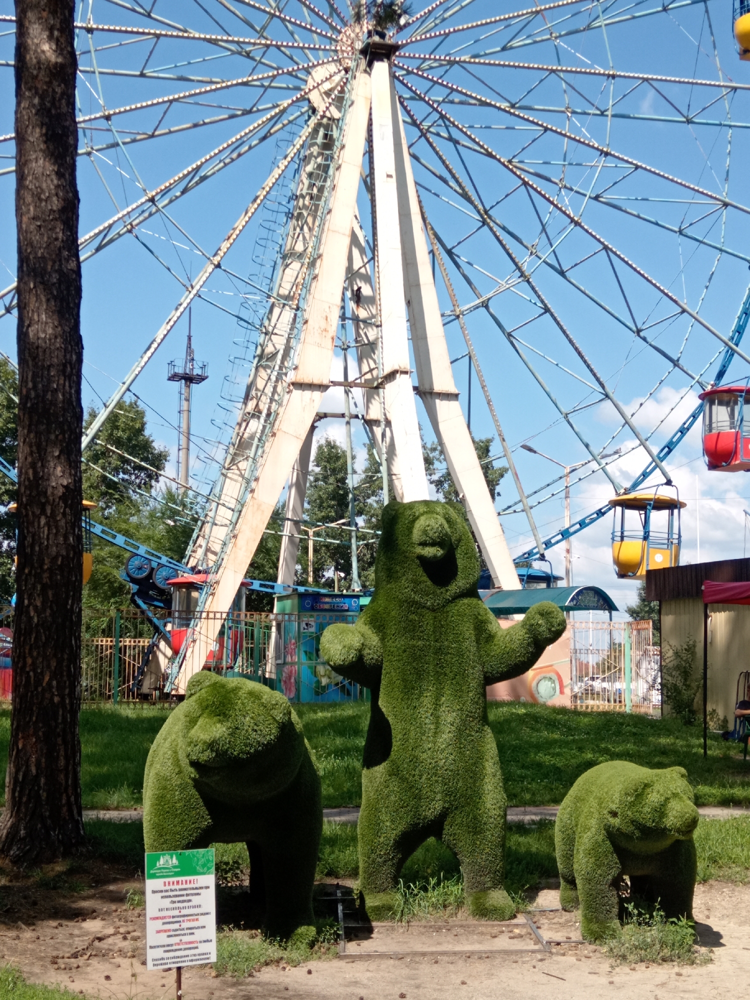 In Belogorsk, Russia, a Ferris wheel stands tall against a bright blue sky dotted with white clouds. In the foreground, three topiaries shaped like bears are arranged on a grassy area. The largest bear stands upright in the center, with its arms raised. To its left, a smaller bear is in a squatting position, and to its right, an even smaller bear is also squatting. A sign with Russian text is placed in front of the middle bear. The Ferris wheel's colorful cabins, red and yellow, are visible against the sky. The scene appears to be an outdoor amusement park or recreational area.
