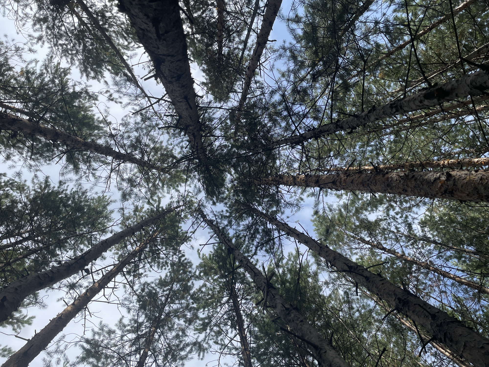 A low-angle shot looks up through a dense forest of tall pine trees toward a light blue sky with scattered white clouds. The trunks of the trees, some thick and others slender, are textured with rough bark and rise at various angles, creating a canopy of dark green needles and branches overhead. The composition is dominated by the vertical lines of the tree trunks and the intricate network of branches and foliage against the sky. The image appears to be taken in the city of Barsovo, Russia, likely within a natural park or forest area. There are no people or animals visible in the frame.