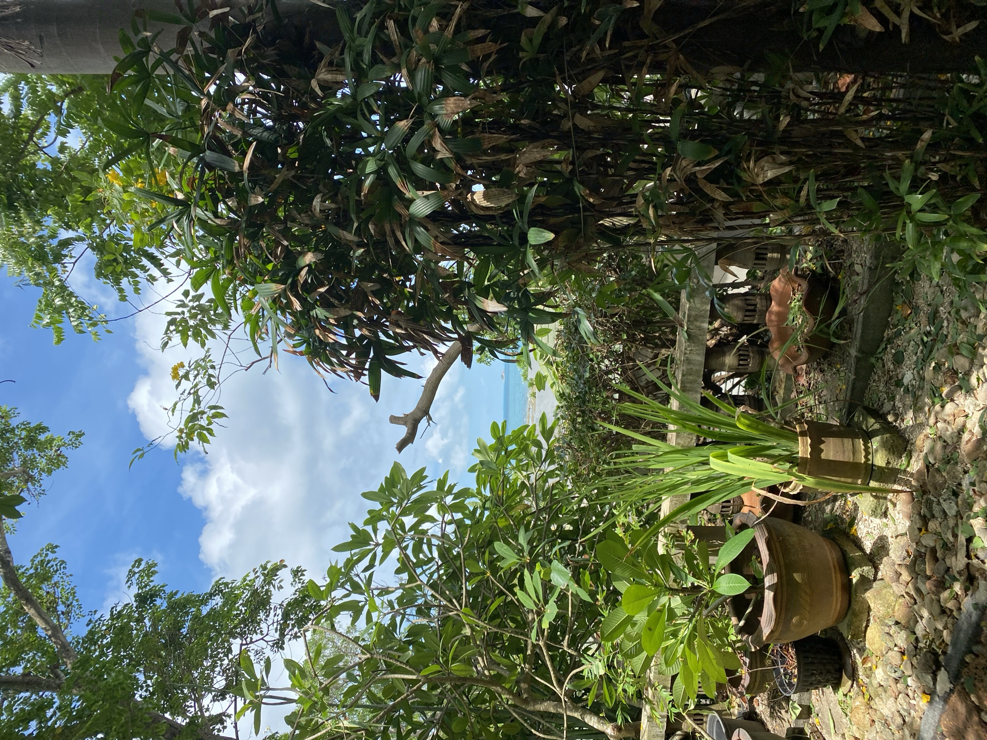 The image depicts an outdoor scene on Koh Phangan Island, Thailand, likely in a residential or garden area within Tambon Ko Phangan. The foreground is dominated by lush vegetation, including potted plants and bamboo. A large terracotta pot containing a leafy green plant sits prominently on a stone base. To its right, another pot holds tall, grassy reeds. A weathered concrete balustrade with decorative elements runs horizontally across the mid-ground. Beyond the vegetation and balustrade, a glimpse of the ocean is visible under a bright, cloudy sky. The ground in the foreground is covered with small stones and gravel. The overall impression is one of a tropical garden with a view of the sea.