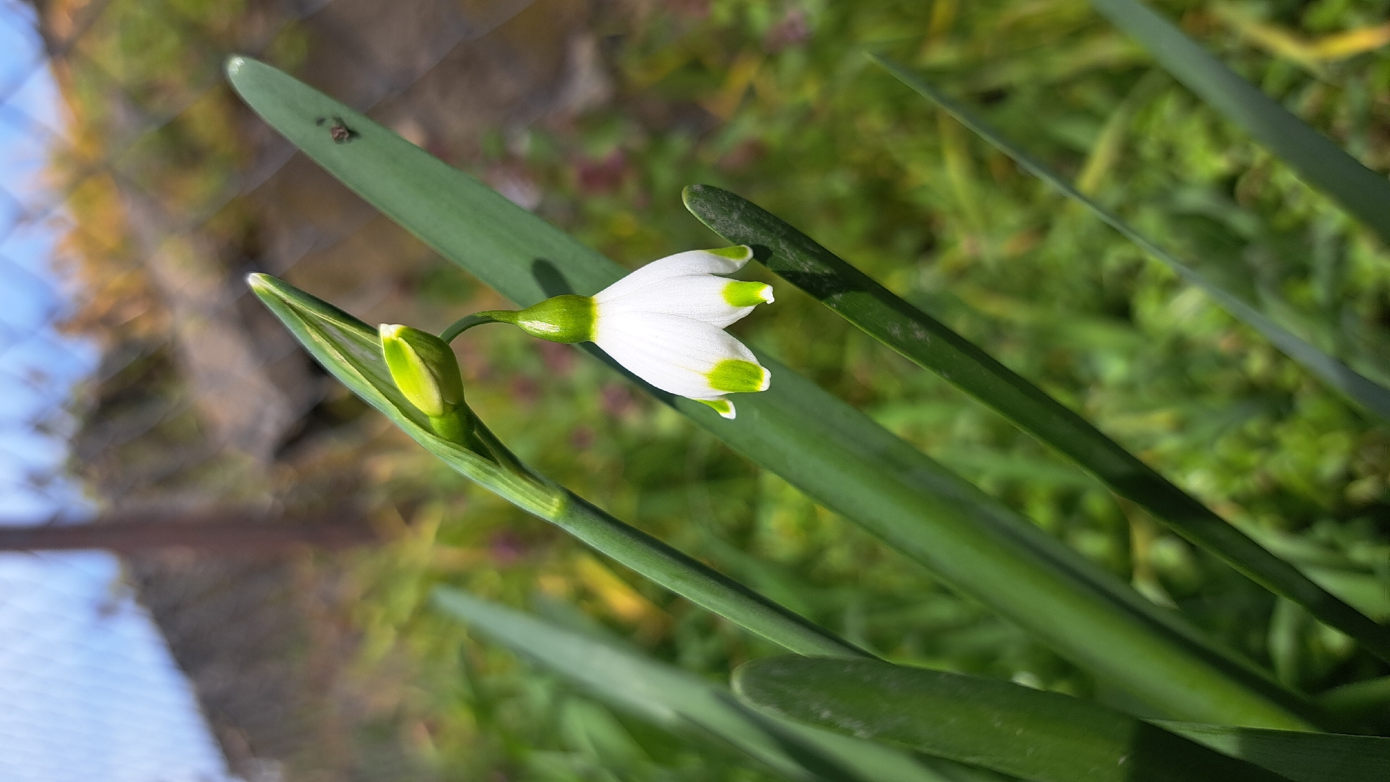 A close-up, slightly angled shot reveals a delicate flower against a blurred backdrop. The flower has white petals tipped with green. It appears to be a single blossom, accompanied by a bud in the process of opening. The flower and bud are nestled amidst several green, blade-like leaves that point upwards and to the right. In the background, there's a faint indication of foliage and a blurred structure, possibly a fence. The location is Unknown, Unknown.