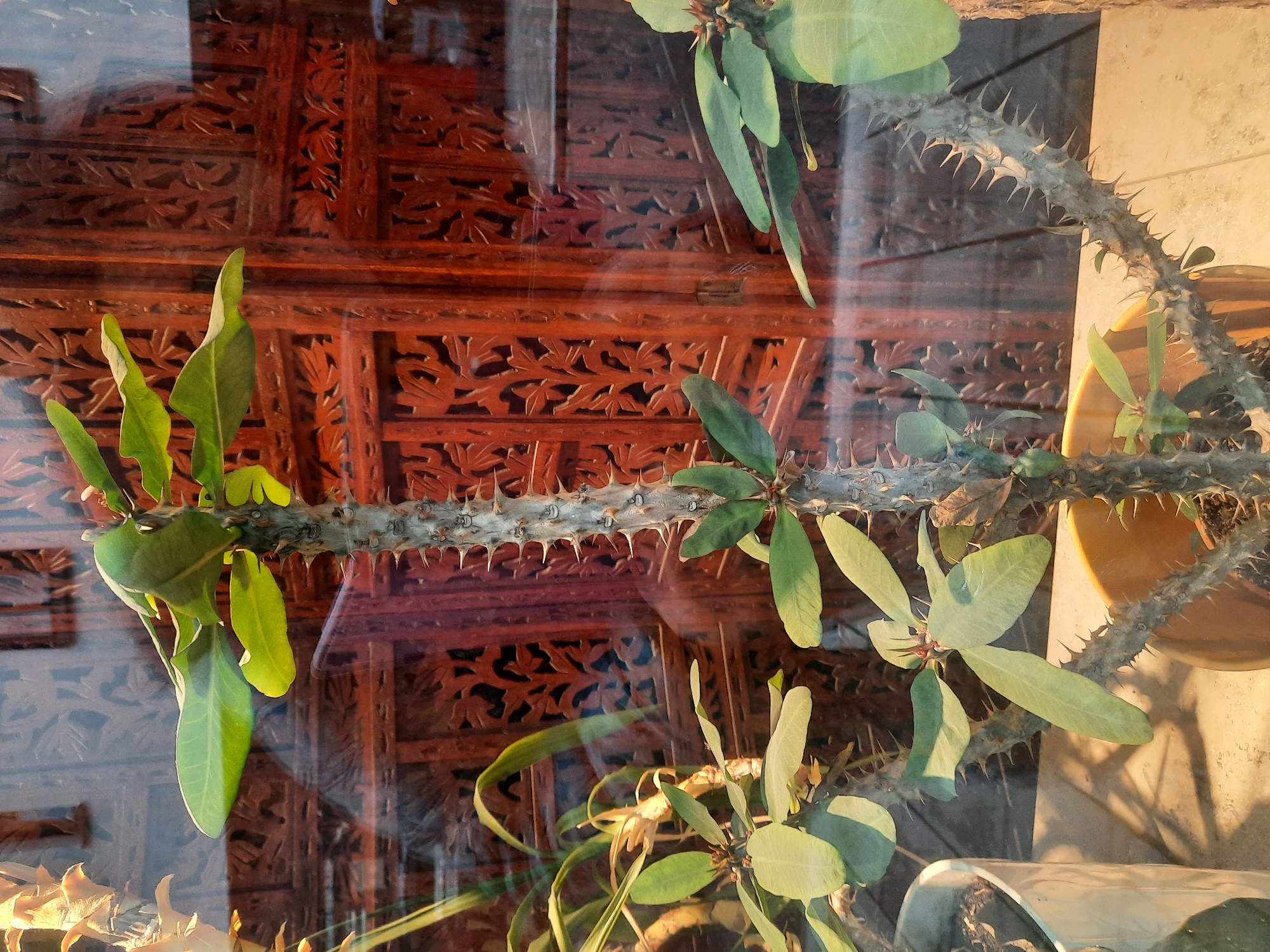 The image shows a close-up of a thorny plant, likely a succulent or cactus, in a pot. The plant has thick, grey, spiky stems and green leaves. It is positioned in front of a dark wooden screen with intricate carved patterns. The screen appears to be a room divider or decorative panel. The scene is indoors, as suggested by the lighting and the presence of a window or glass surface in front of the plant, which reflects the environment. There is no indication of the city of Rosenheim, Germany, or any specific location. No people are visible in the image, and no actions or interactions are taking place. The focus is solely on the plant and its immediate surroundings.