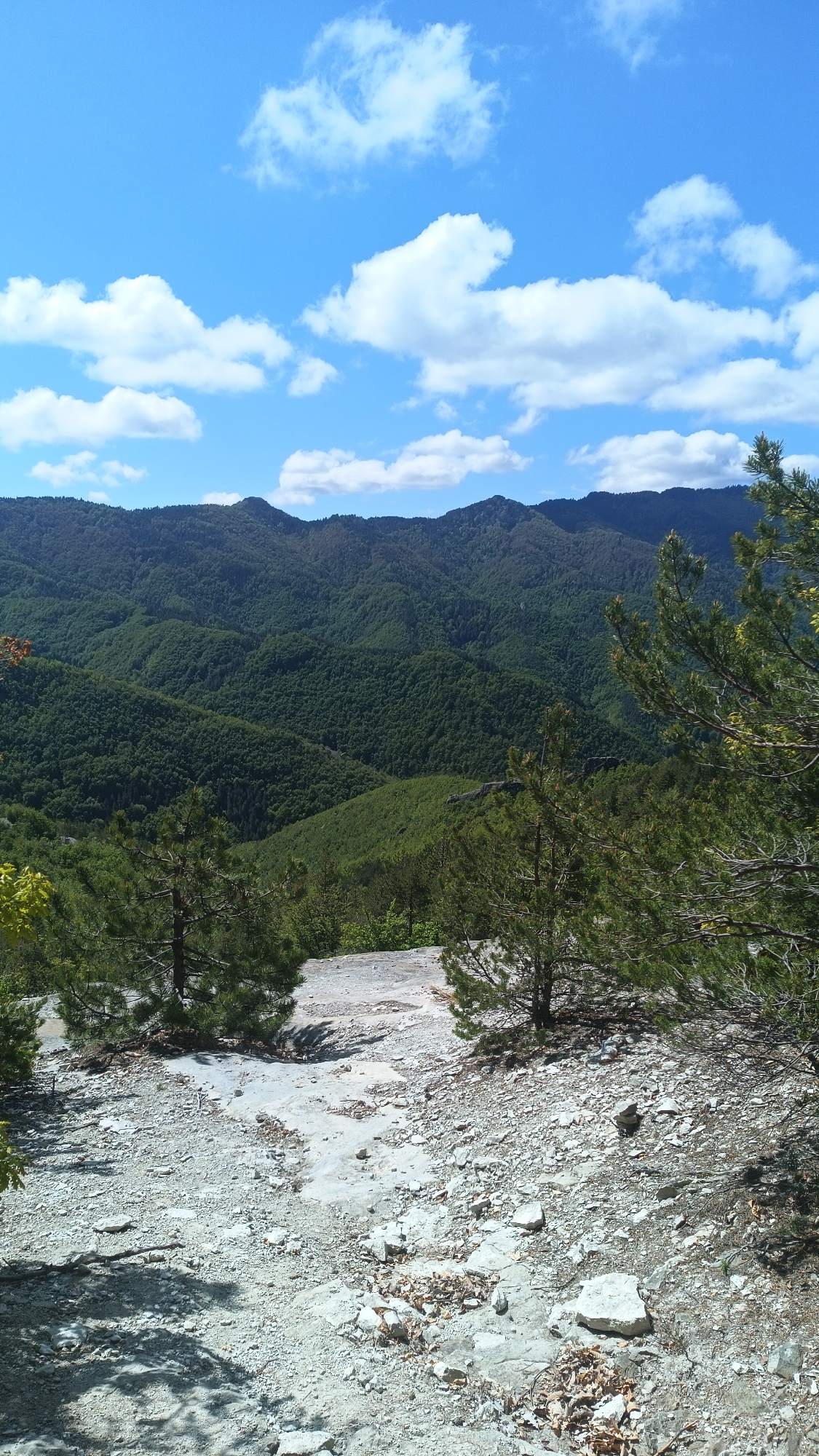 A panoramic shot captured on a bright, sunny day features a rocky plateau overlooking a densely forested mountain range. The sky is a vibrant blue, dotted with scattered, puffy white clouds. In the foreground, the rocky terrain is a mix of light gray and white stones, scattered with dried leaves and small patches of vegetation. Several small pine trees are sparsely dotted across the terrain, with one larger pine tree dominating the right side of the frame. Beyond the plateau, the view opens to reveal a series of rolling, forested mountains, blanketed in varying shades of green. The horizon is marked by the peaks of the mountains, providing a sense of depth and distance. While there is nothing to verify the location in the city of Sini Vrah, Bulgaria, the landscape could possibly represent that area.