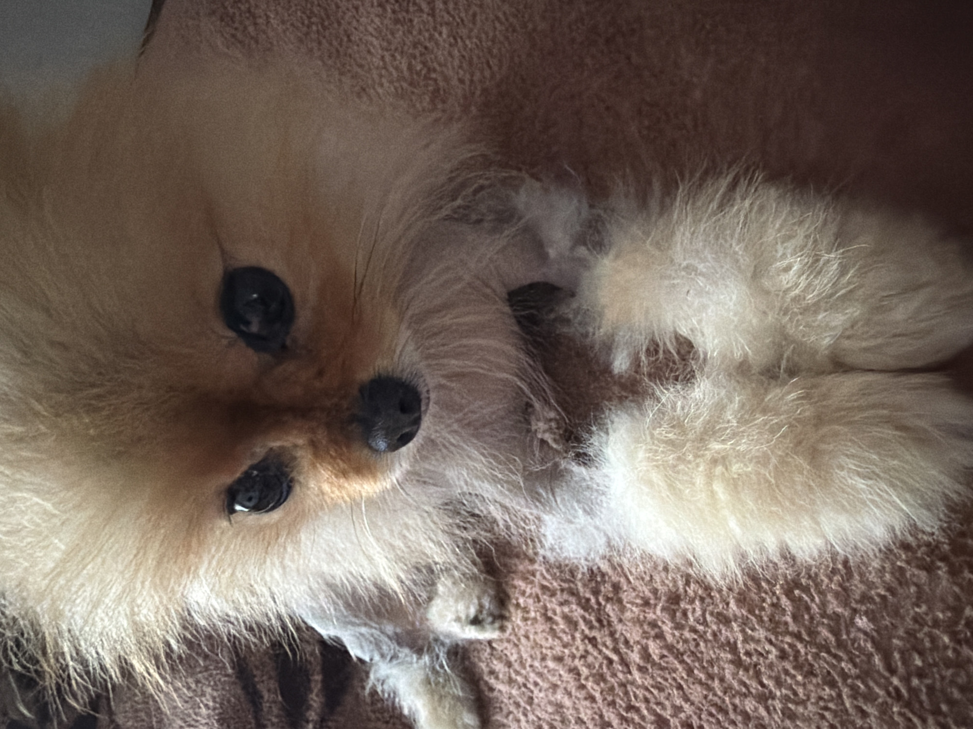 A close-up, eye-level shot shows a Pomeranian dog resting on a brown, textured blanket. The dog's head is in the upper center of the frame, with its face turned slightly to the left. Its fur is a light brown and cream color, with some areas appearing to be recently groomed or shaven. The dog has dark, round eyes and a black nose. Its front paws are visible in the lower center of the image, appearing fluffy and white. The background consists of the brown blanket, which has a raised, woven texture. The lighting is soft, casting subtle shadows and highlighting the dog's fur.