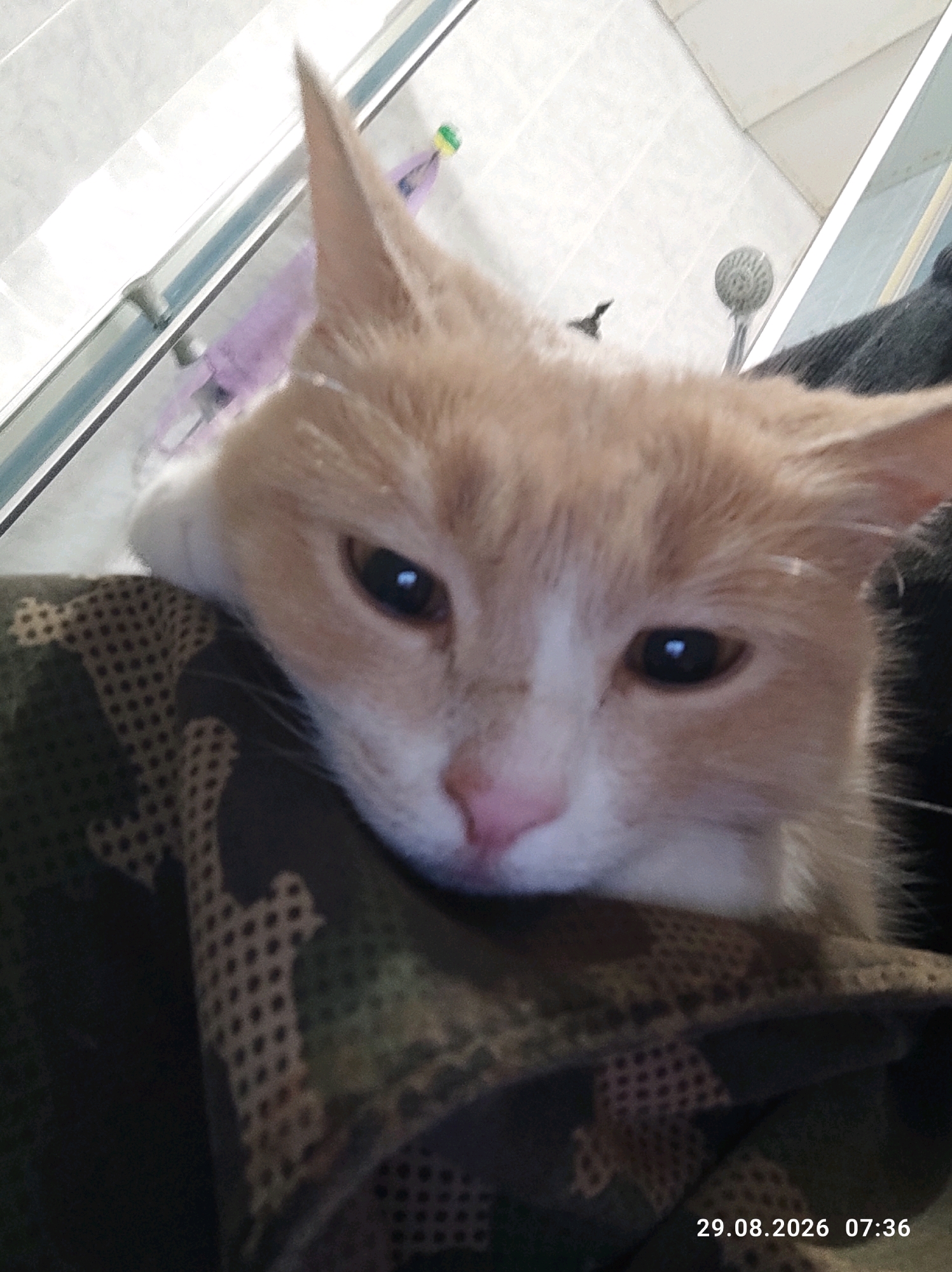 A ginger and white cat is resting its head on a camouflage-patterned fabric. The cat's eyes are open and looking forward. The background is out of focus but appears to be a bathroom with a tiled wall and a showerhead. The image includes a timestamp in the bottom right corner: "29.08.2026 07:36". The scene is indoors. No specific landmarks in Kostroma, Russia, are identifiable.