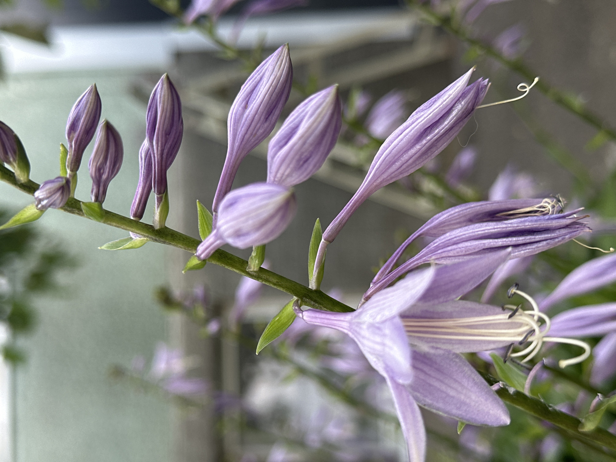 In Essentuki, Russia, a close-up shot captures a cluster of blooming lavender hosta flowers. The flowers, tinged with delicate purple stripes, hang from a central green stem. Some flowers are fully open, revealing their white stamens, while others remain in bud form. The background is softly blurred, suggesting an outdoor setting with a light-colored wall and greenery. The image focuses on the intricate details of the flowers, highlighting their delicate petals and slender forms.
