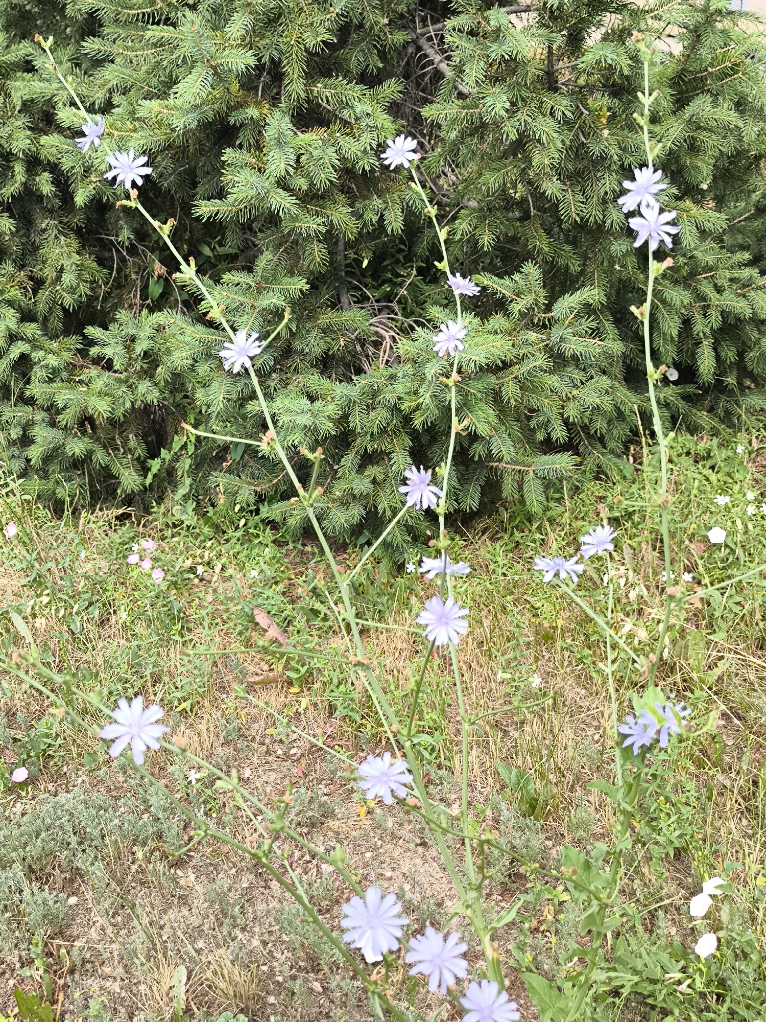 The image shows a close-up of several light purple chicory flowers blooming in front of a dense evergreen hedge. The flowers have delicate, ray-like petals and are scattered along tall, thin green stems. The foreground consists of dry, grassy terrain with scattered green plants and some small white flowers. The background is dominated by the dark green needles of the hedge. The lighting suggests it is daytime, likely overcast, as there are no strong shadows. The scene appears to be an outdoor natural setting, possibly a garden or park area within the city of Astana, Kazakhstan. No people or animals are visible.