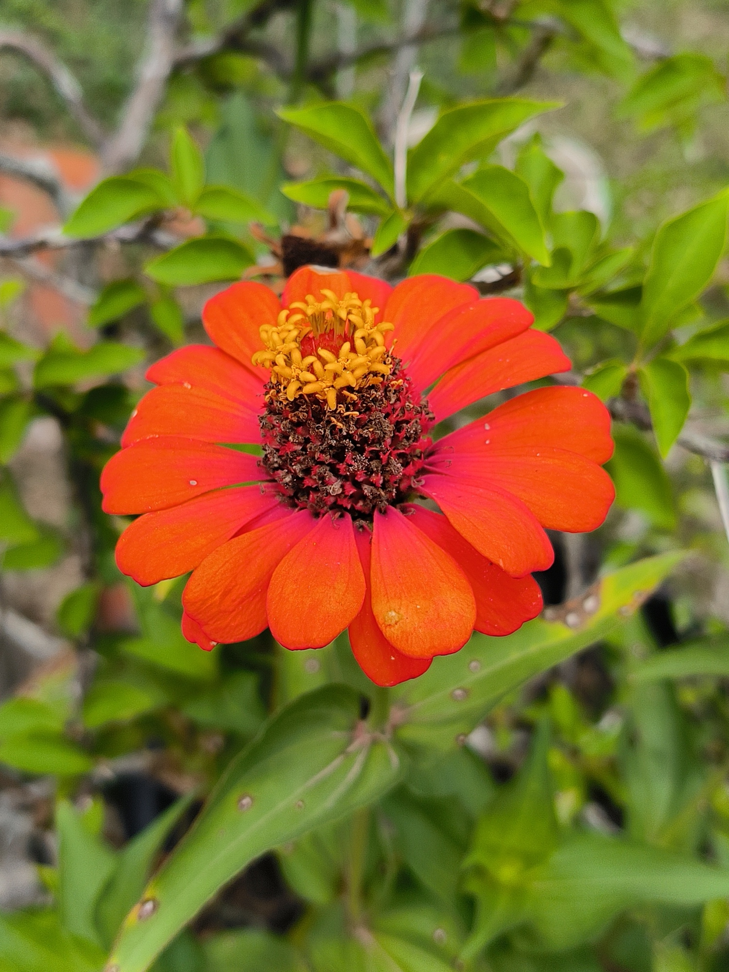 The image shows a close-up, eye-level shot of a bright orange zinnia flower in full bloom. The flower's center is a mix of dark brown and yellow, with prominent yellow stamens. The petals are layered and have a slightly ruffled texture. Small water droplets are visible on some of the petals. The flower is surrounded by green foliage, some of which is slightly out of focus, creating a shallow depth of field. The background is blurred, with hints of branches and what appears to be a textured surface, possibly a wall or garden edge. The lighting suggests it is daytime, possibly with soft natural light. There are no people or animals present in the image. The scene appears to be in a garden or natural outdoor setting. It is not possible to determine the specific location in Lhokseumawe, Indonesia, from the image alone.