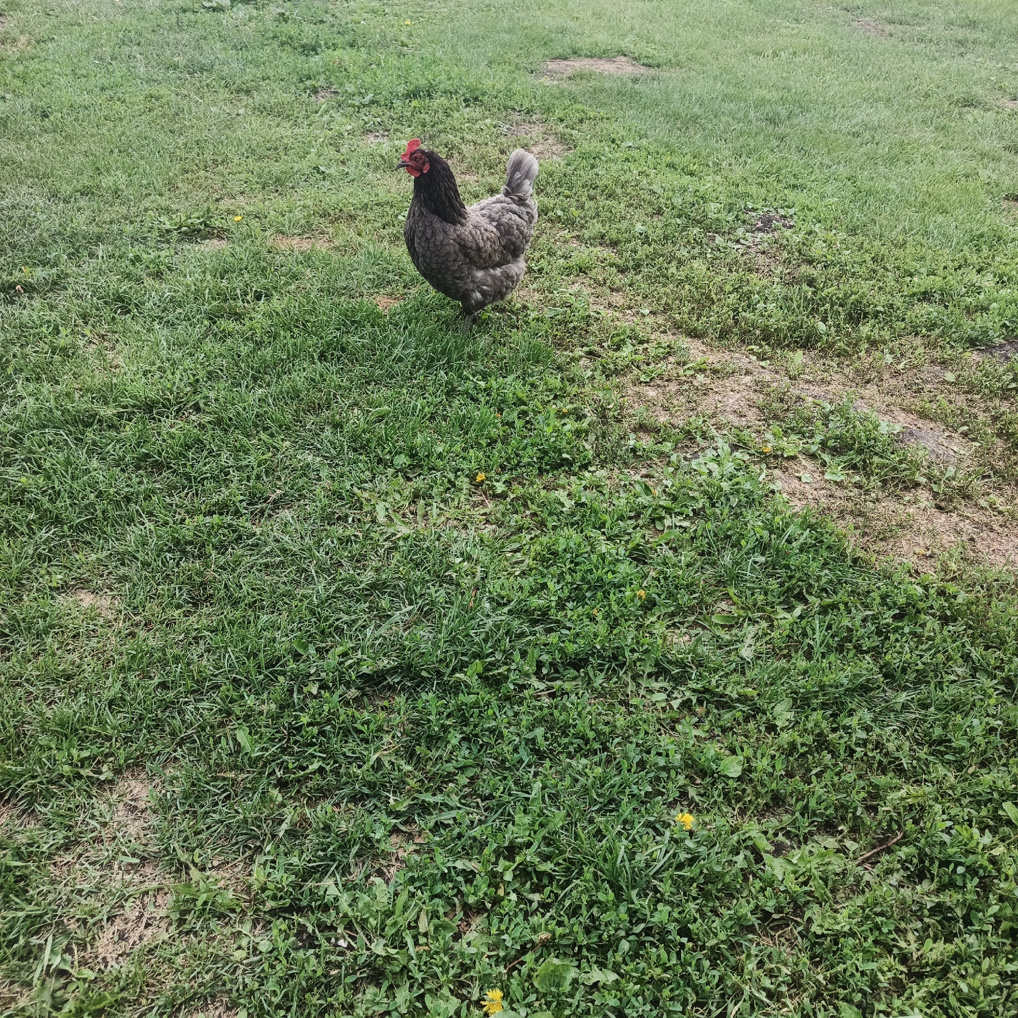 An adult hen stands in a grassy field. The hen is predominantly grey with a black neck and tail feathers. It has a red comb and wattle. The field is covered in green grass and scattered weeds, with some patches of bare earth. The scene is set outdoors during daylight hours. The location is Podlubovo, Russia.