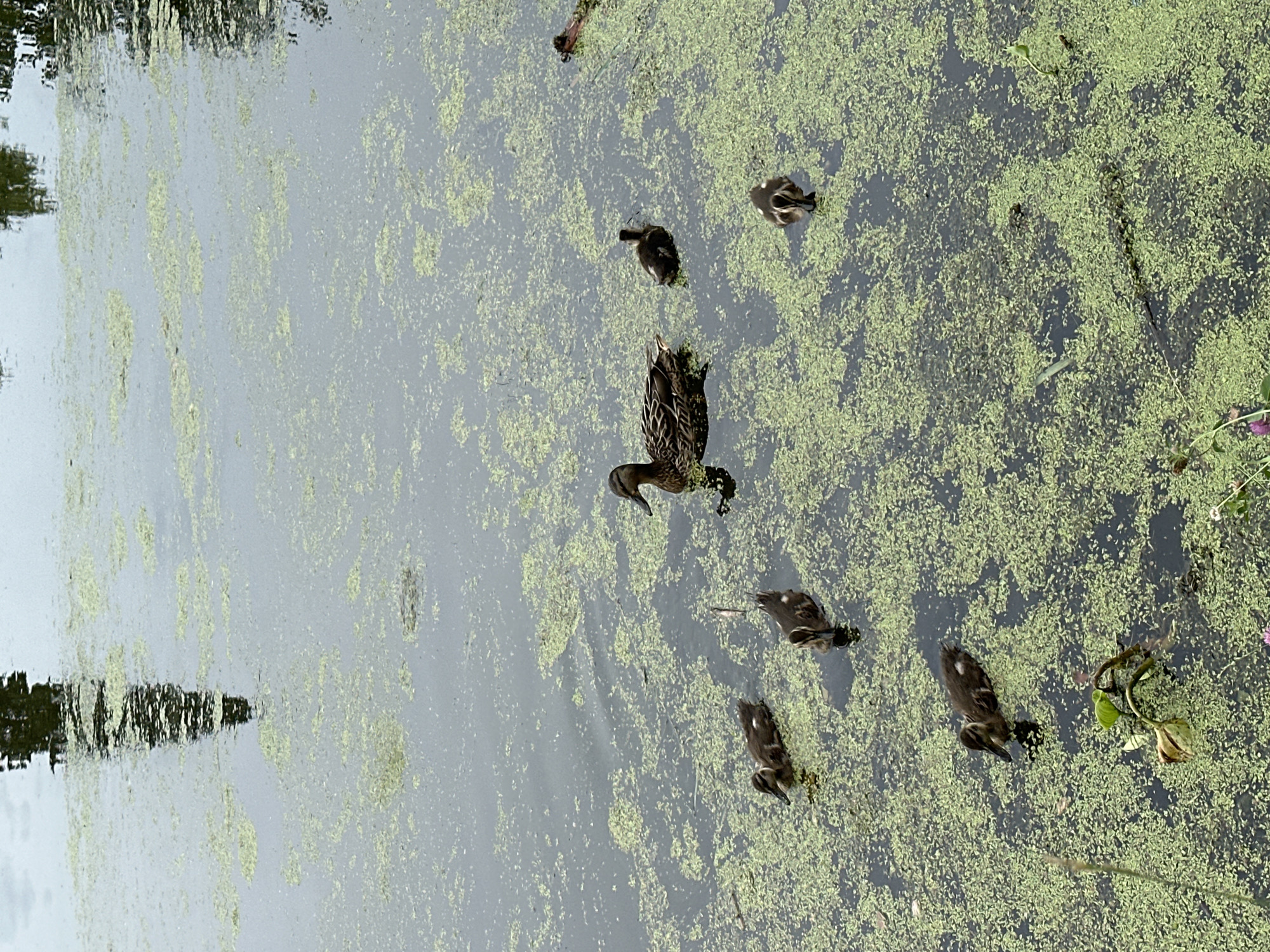 A flock of seven ducks, one adult and six ducklings, swim in a body of water covered in green algae. The adult duck is positioned in the center of the frame, facing right. The ducklings are scattered around the adult. The water's surface reflects the sky and trees on its banks. The image was taken in the city of Chaikovsky, Russia.