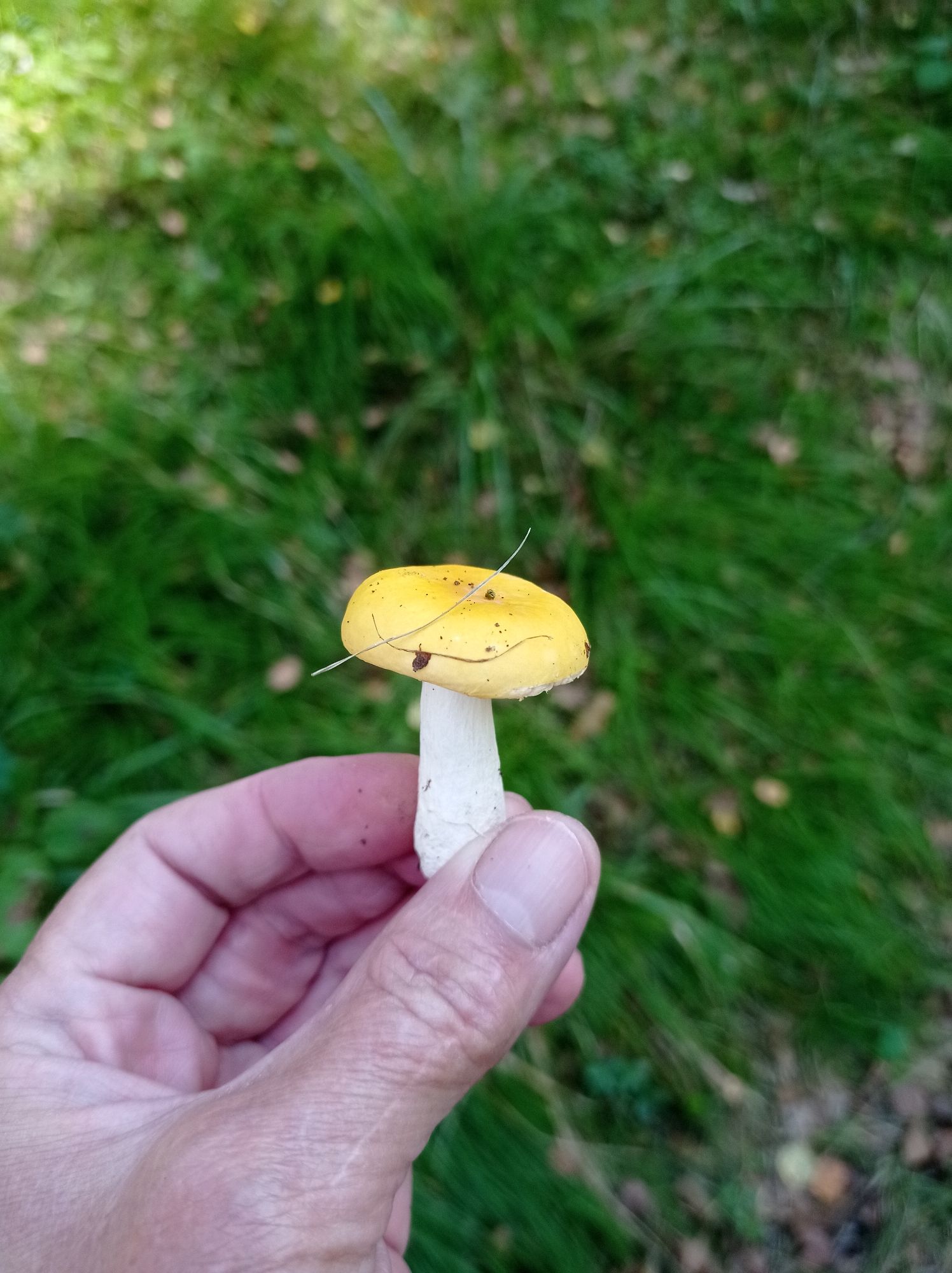 A person's hand is holding a small mushroom with a yellow cap and a white stem. The mushroom has a couple of small brown spots and a thin twig resting on its cap. The background is blurred green grass with some fallen leaves scattered on it. The scene is outdoors, likely in a natural setting. The provided information states the location is the city of Degtyarsk, Russia.
