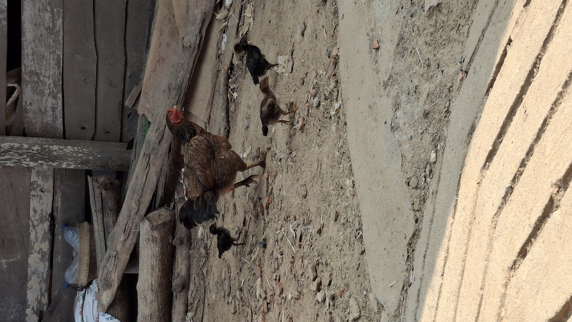 In Pucakwangi, Indonesia, a hen and three chicks are foraging on a dirt ground in front of a wooden structure. The hen, predominantly brown with black tail feathers and red wattles, is central to the scene. One chick, entirely black, is to the left of the hen, while two other chicks, one brown and one black, are to the right. The ground is a mixture of dirt, small stones, and scattered red brick fragments. Behind the chickens, a pile of rough-hewn logs is visible, and further back, a rustic wooden wall with horizontal planks forms the backdrop. Some white sacks and a woven basket containing two plastic water bottles are placed near the logs. The foreground features a textured concrete surface with parallel indentations, suggesting a pathway or ground paving.
