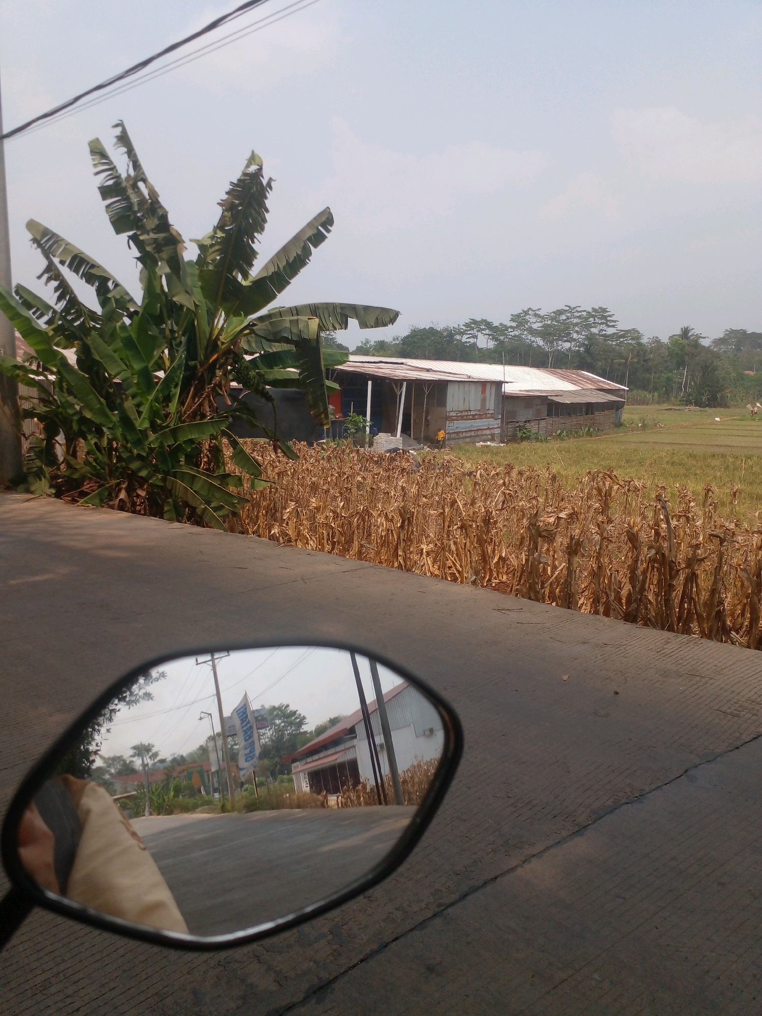 The media file depicts a rural scene in Banyuputih, Indonesia, viewed from the perspective of someone riding a motorcycle. In the foreground, a motorcycle's side mirror reflects a road with a person's arm visible on the left side. Beyond the road, a field of dry corn stalks lines the edge of the scene, transitioning to a rice paddy further in the distance. A banana tree with large, tattered leaves stands prominently on the left.
In the mid-ground, several buildings are visible. One appears to be a simple structure with a corrugated metal roof and open sides, possibly a farm building or shed. Another building behind it has a more complete roof and walls. Further back, a cluster of trees forms a natural backdrop. The sky is hazy and overcast, suggesting it is daytime, likely mid-morning or afternoon. The overall atmosphere is serene and rural, indicative of a typical day in the Indonesian countryside.
In the reflection of the side mirror, more of the road and surrounding area are visible. Buildings line the roadside, including structures with red roofs and what appear to be shops or houses. A tall pole with a banner is also reflected. The banner has text that is partially obscured but appears to be in Indonesian, with some blue lettering. The dry corn stalks and the general landscape suggest a warm climate, possibly during a dry season. There are no overt signs of people actively engaged in an event, but the presence of agricultural elements points to a setting where farming is the primary activity.
