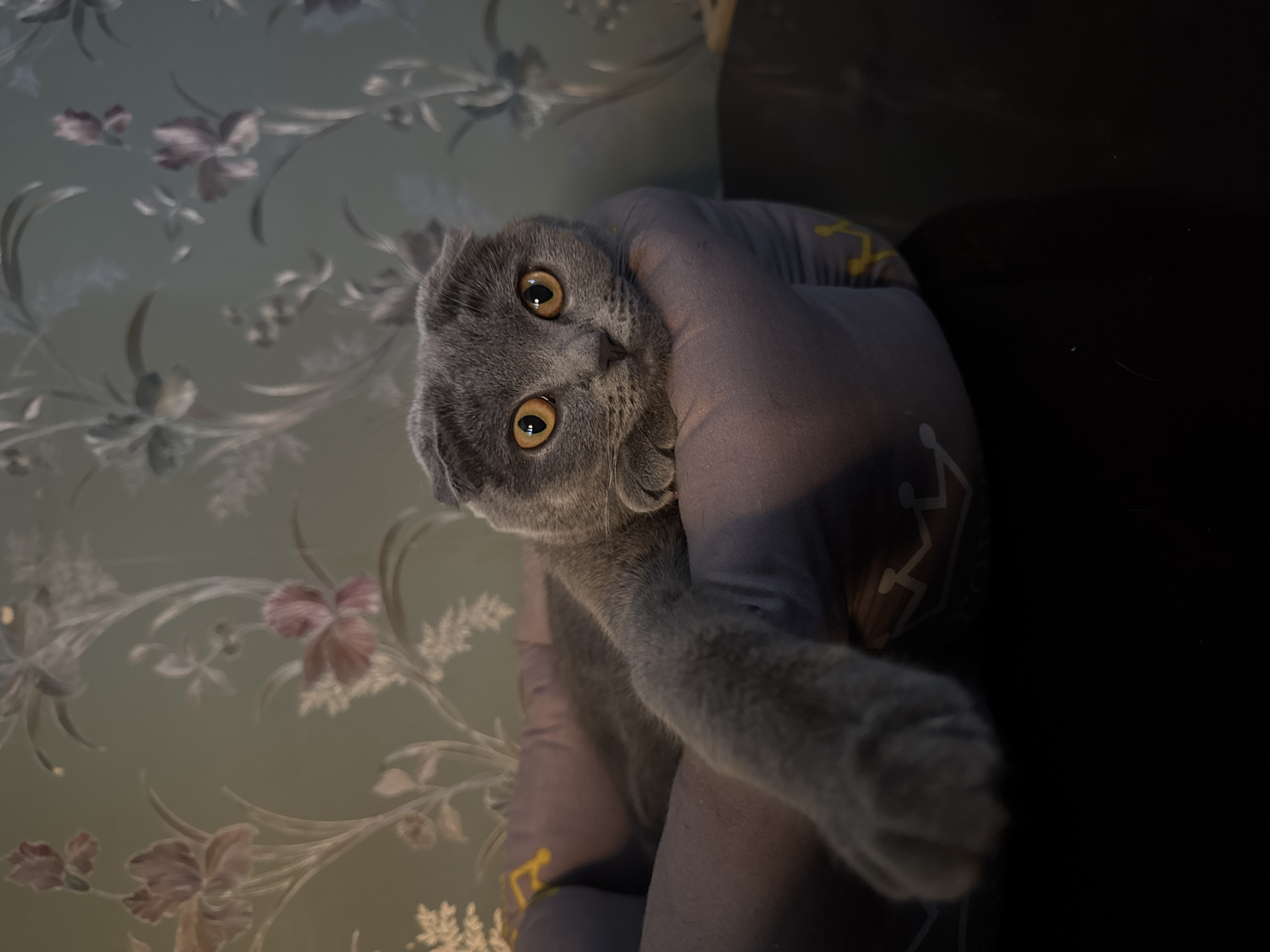A Scottish Fold cat with gray fur and bright orange eyes is resting in a gray pet bed. The cat is partially submerged in the bed, with its head resting on the edge. Its left paw is extended out of the bed, resting on a dark, reflective surface. The background features a wall with a floral wallpaper pattern in shades of green and muted pink. The lighting appears to be ambient and dim, casting soft shadows. The scene is indoors, likely in a residential setting. There is no discernible connection to the city of Mykolaiv, Ukraine, or any specific forensic details.
