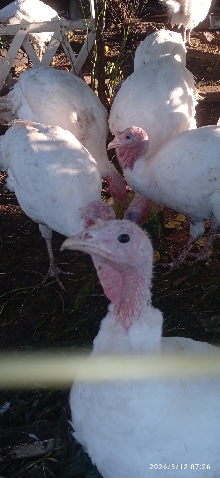 The image depicts a group of white turkeys in an outdoor setting. The turkeys are of various sizes, suggesting a mix of adult and younger birds. Their plumage is predominantly white, with some showing pinkish skin on their necks and heads. The ground is covered with dry grass, leaves, and some patches of darker soil. In the background, there appears to be some fencing or wooden structures, and vegetation that looks like branches of trees or bushes. Sunlight casts shadows on the ground and on the turkeys, indicating it is daytime. The overall scene suggests a rural or farm environment. The timestamp "2026/8/12 07:26" is visible in the bottom right corner of the image.