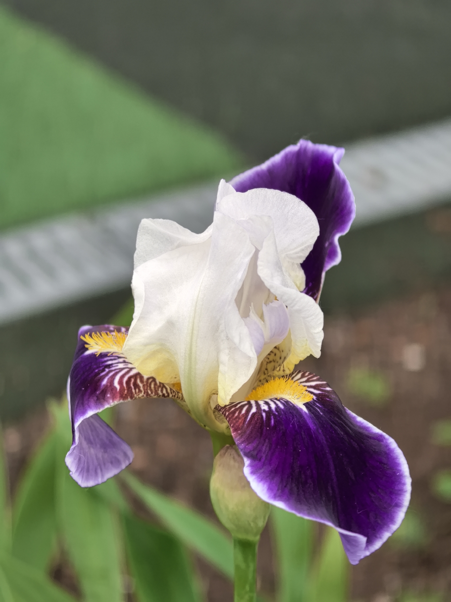 A close-up, eye-level shot focuses on a vibrant iris flower, predominantly white and deep purple, with yellow accents. The iris is positioned in the foreground, with its petals unfurling in a display of intricate detail. Behind the flower, the background is softly blurred, featuring elements of a green surface with a diagonal line, a gray horizontal band, and brown earthy tones. The lighting appears natural, casting subtle shadows that highlight the textures of the petals. There are no people or animals visible in the frame. The image is static, with no action taking place. The environment suggests an outdoor setting, possibly a garden or park. No specific location in Perm, Russia, can be identified from the visual information alone.