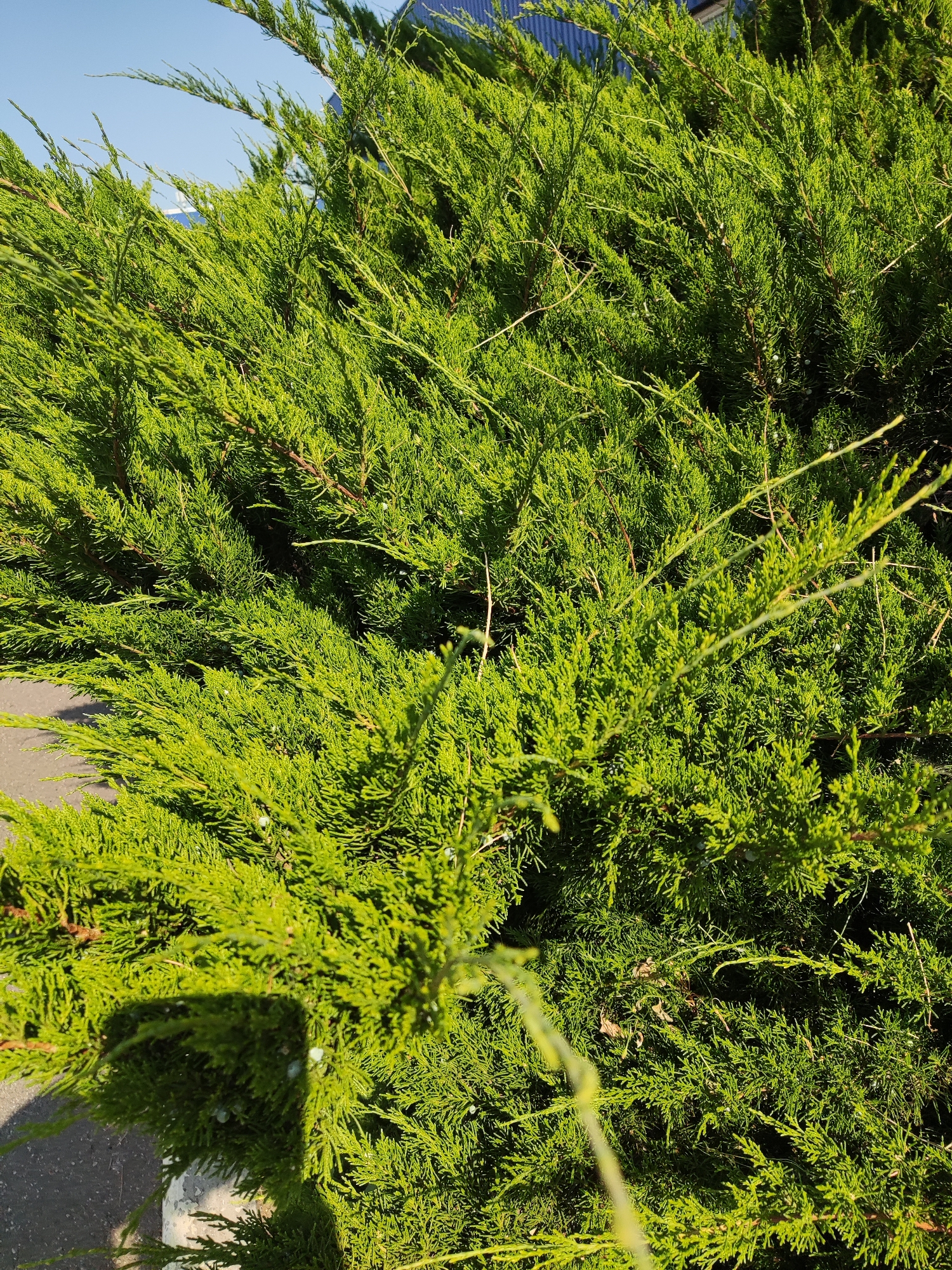 A close-up, eye-level, outdoor photograph shows the dense, bright green foliage of a juniper shrub. The leaves are finely textured and appear to be evergreen. The shrub is well-lit by sunlight, casting shadows onto its own branches and onto a grey, asphalt-like surface visible in the lower left corner. The background is blurred, but hints of a blue sky and the corrugated metal texture of a dark blue building are discernible. The image is static and devoid of any human presence or activity. The scene is consistent with an outdoor setting in a city, potentially a residential area or park in Kryvyi Rih, Ukraine.