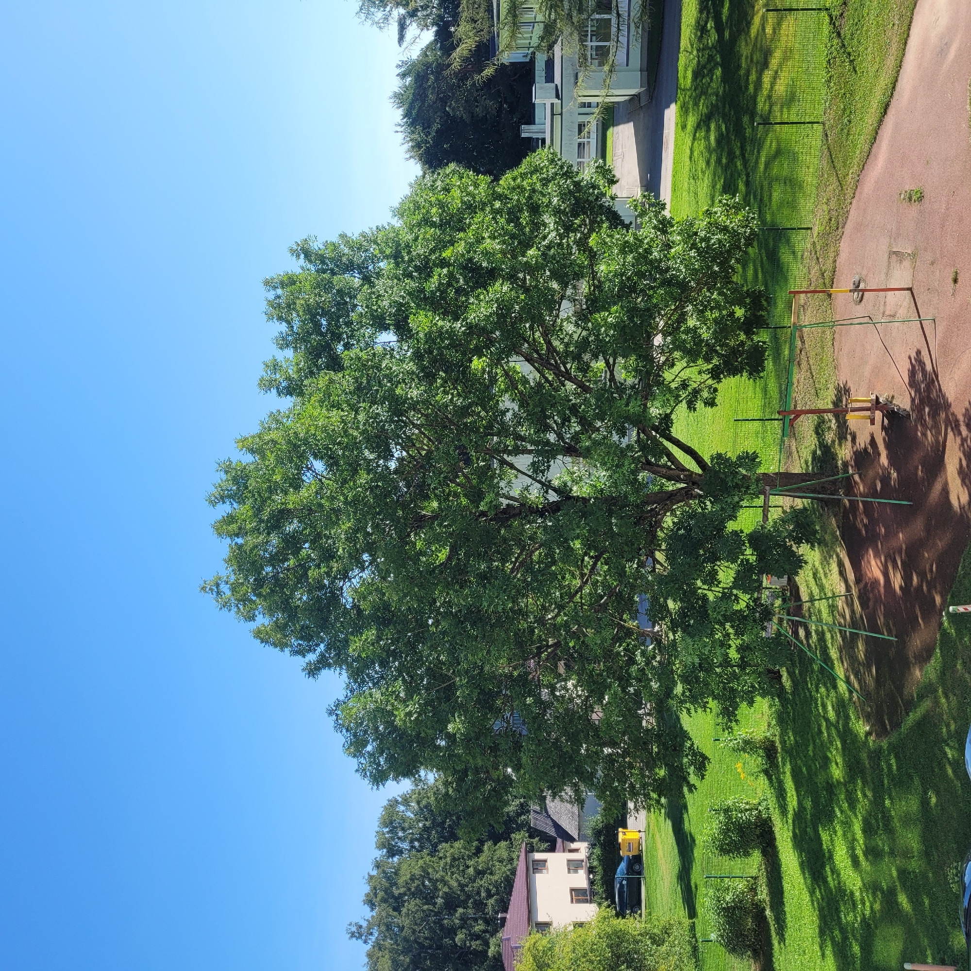 A wide-angle, eye-level, outdoor shot depicts a sunny day in Jūrmala, Latvia, with a large, leafy green tree dominating the foreground. The tree is positioned on a patch of reddish-brown ground, possibly a playground, with several pieces of simple metal playground equipment, including green poles and a yellow and red bar, partially visible. Shadows from the tree and other unseen objects are cast across the ground and a lush green lawn that stretches behind it. A green metal fence separates the lawn from a paved area where a black car is parked next to a bright yellow dumpster. In the background, several buildings are visible: a multi-story light-colored house with a dark red roof on the left, and a long, low-rise pale green building with numerous windows on the right. Dense green trees form a backdrop to the buildings. The sky is a clear, vibrant blue. There are no people visible in the image.