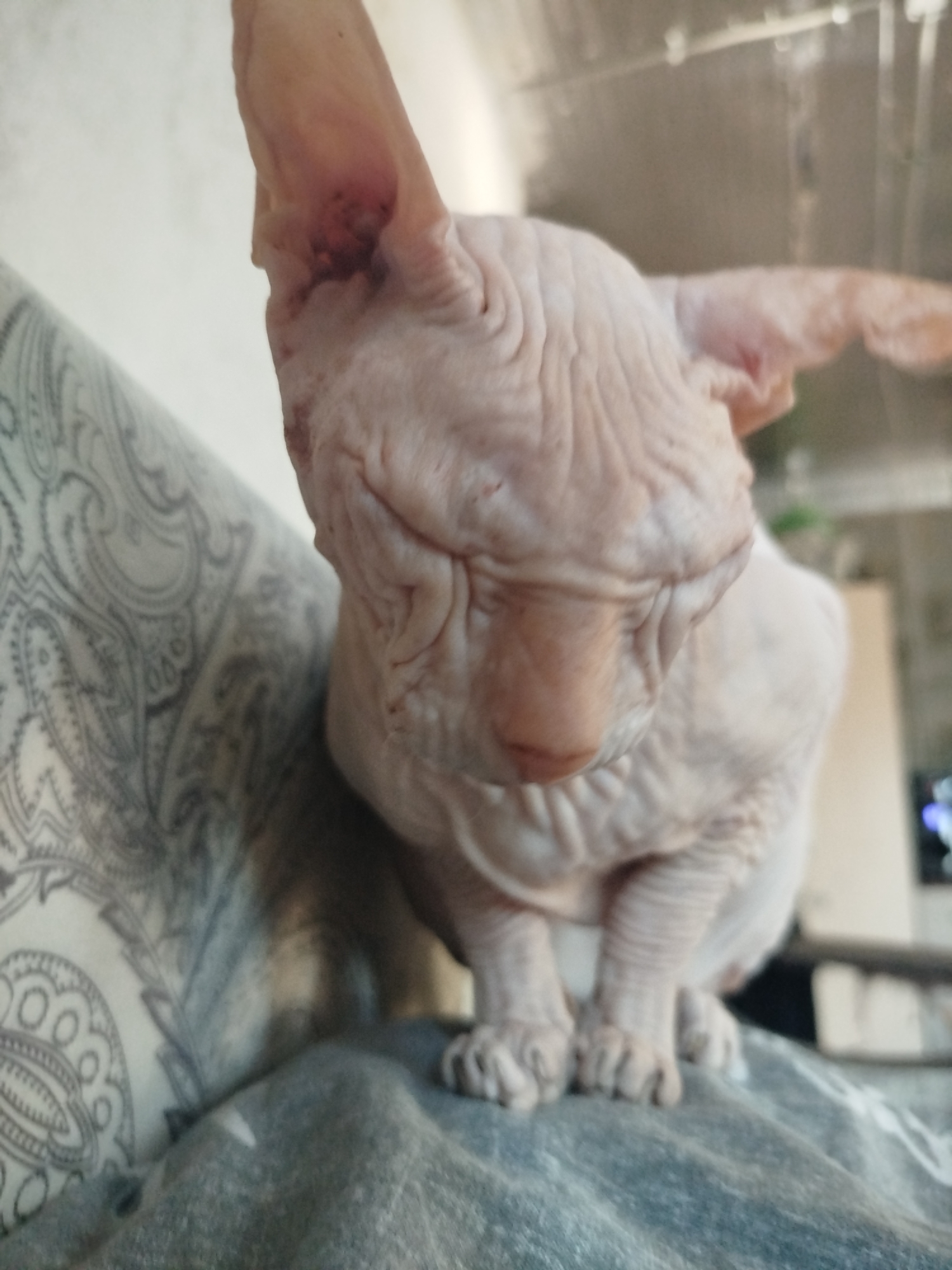 A sphynx cat is pictured in this medium-shot image. The cat is light pink and appears to be sitting on a grey blanket with a paisley-patterned fabric to its left. The cat is facing down and slightly to the right, with its ears pointed upwards. The background is blurred and appears to be indoors, with a light-colored wall and some indistinct objects. There is no information about the location in Zavodoukovsk, Russia.