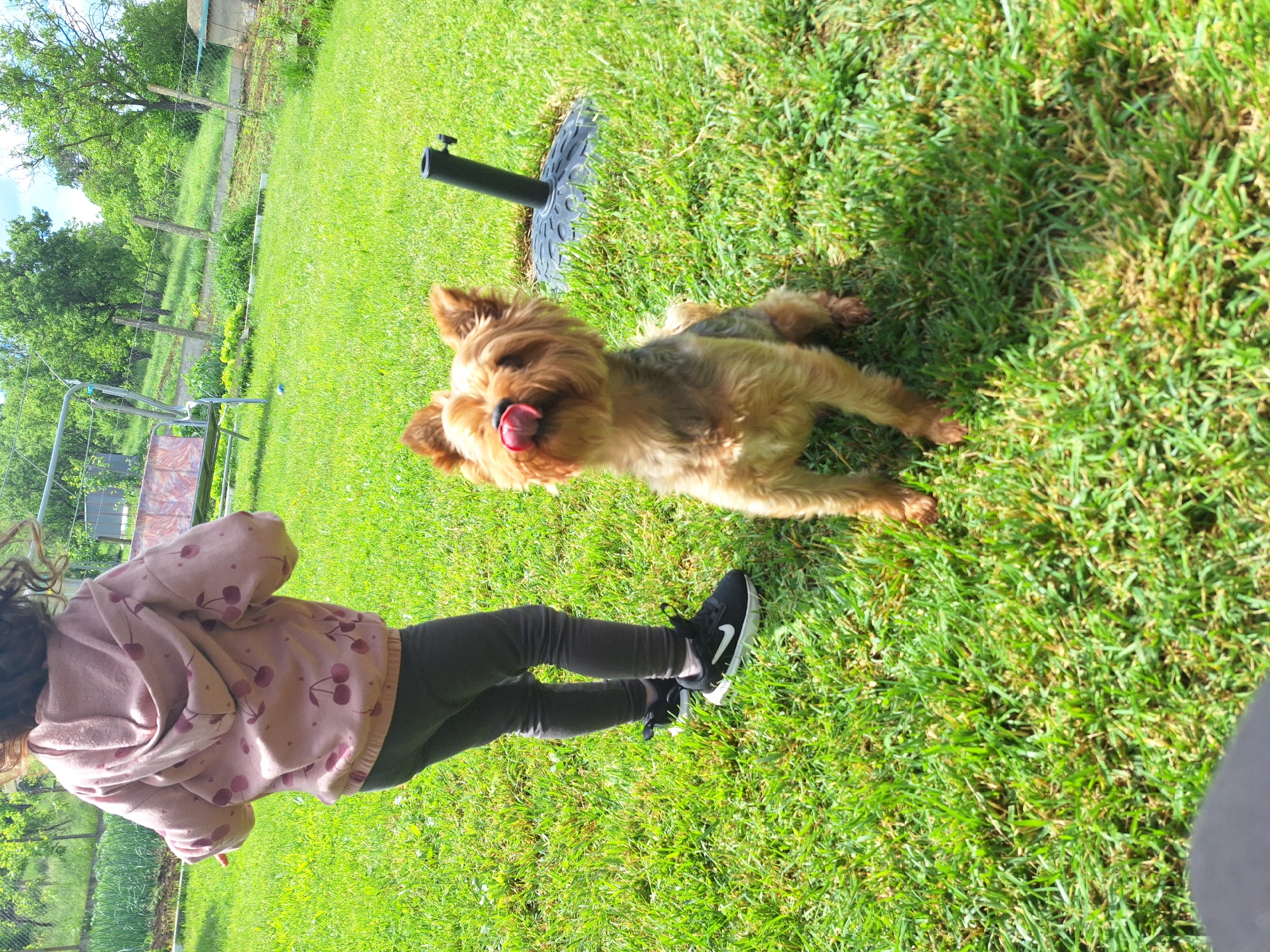 A photograph taken outdoors in Elhovo, Bulgaria, shows a small, light-brown Yorkshire Terrier lying on green grass, its tongue protruding. To the left of the dog stands a child wearing a light pink cherry-patterned hoodie, black leggings, and black Nike sneakers. Behind the dog, there's a black umbrella base and pole. In the background, there are trees, a fence, and a swing set, typical of a residential garden or yard. The scene suggests a casual, playful interaction in a domestic environment.