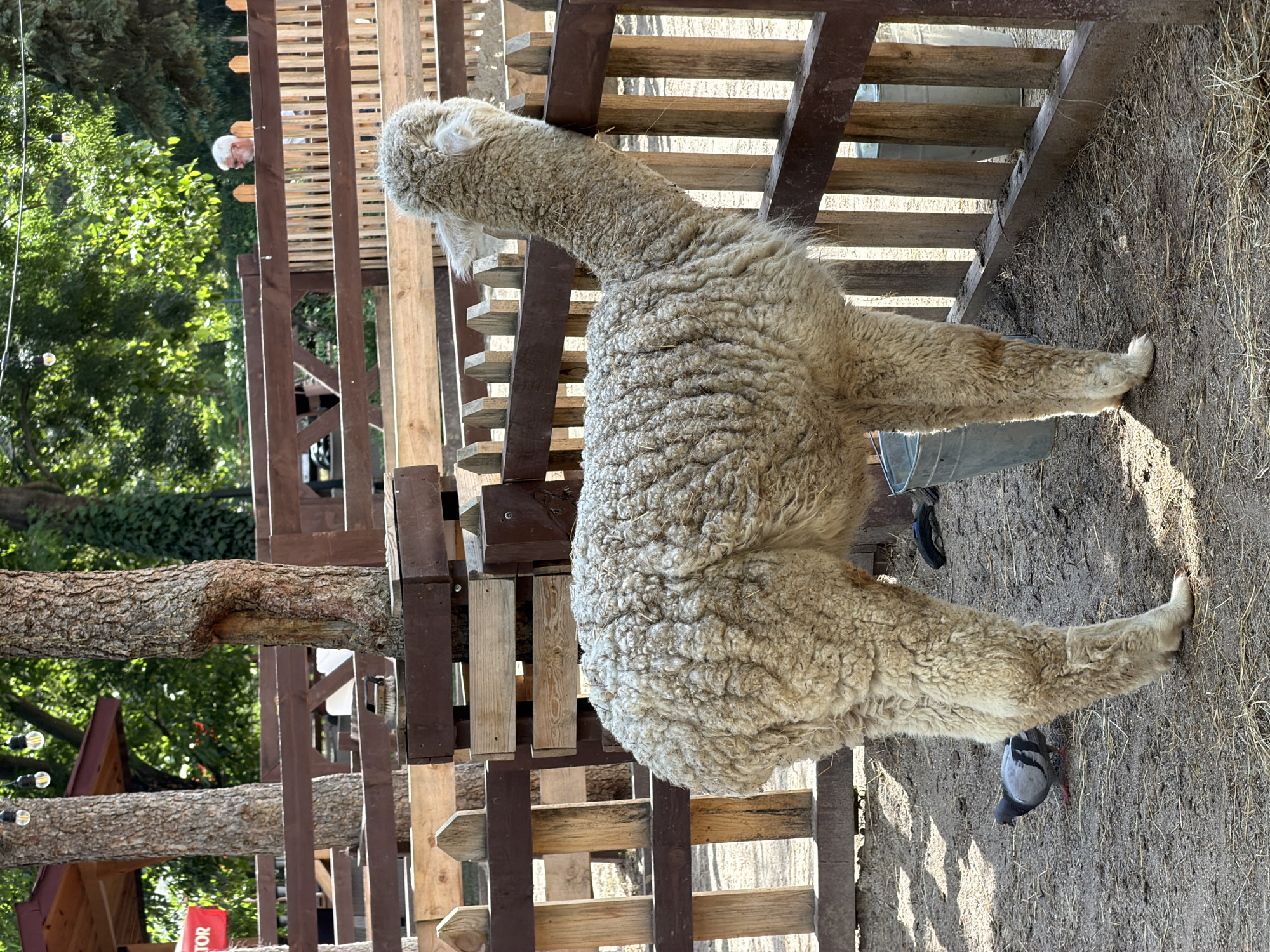 In the city of Sofia, Bulgaria, an alpaca stands by a wooden fence in an outdoor enclosure. The alpaca has thick, curly, light-colored wool. Its head is turned to the right, with its neck stretched over the fence. A pigeon stands on the sandy ground to the left of the alpaca's front legs. In the background, there are trees, a wooden structure with a red sign, and a person with white hair and glasses visible behind the fence. The ground is covered in sand and straw. There are also metal buckets visible. The lighting suggests it is daytime.