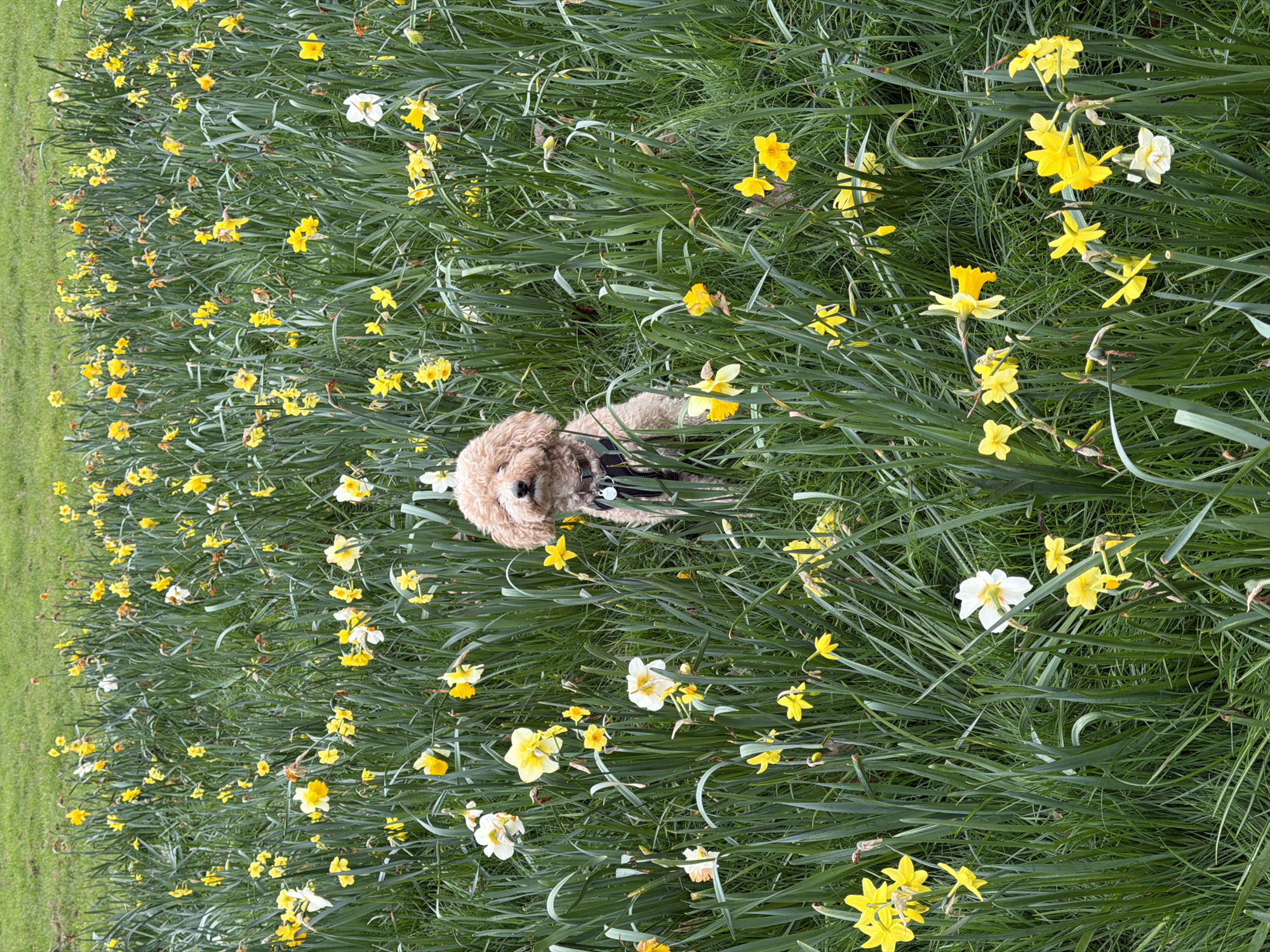 A medium-length tan, curly-haired dog wearing a harness lies in a field of tall, green grass interspersed with blooming daffodils. The daffodils are predominantly yellow, with some white flowers scattered throughout. The field is a dense arrangement of vegetation, with the flowers adding pops of color to the green expanse. On the left edge of the image is a strip of mown green grass. The overall impression is a vibrant, natural scene. No information on location can be discerned from the image.