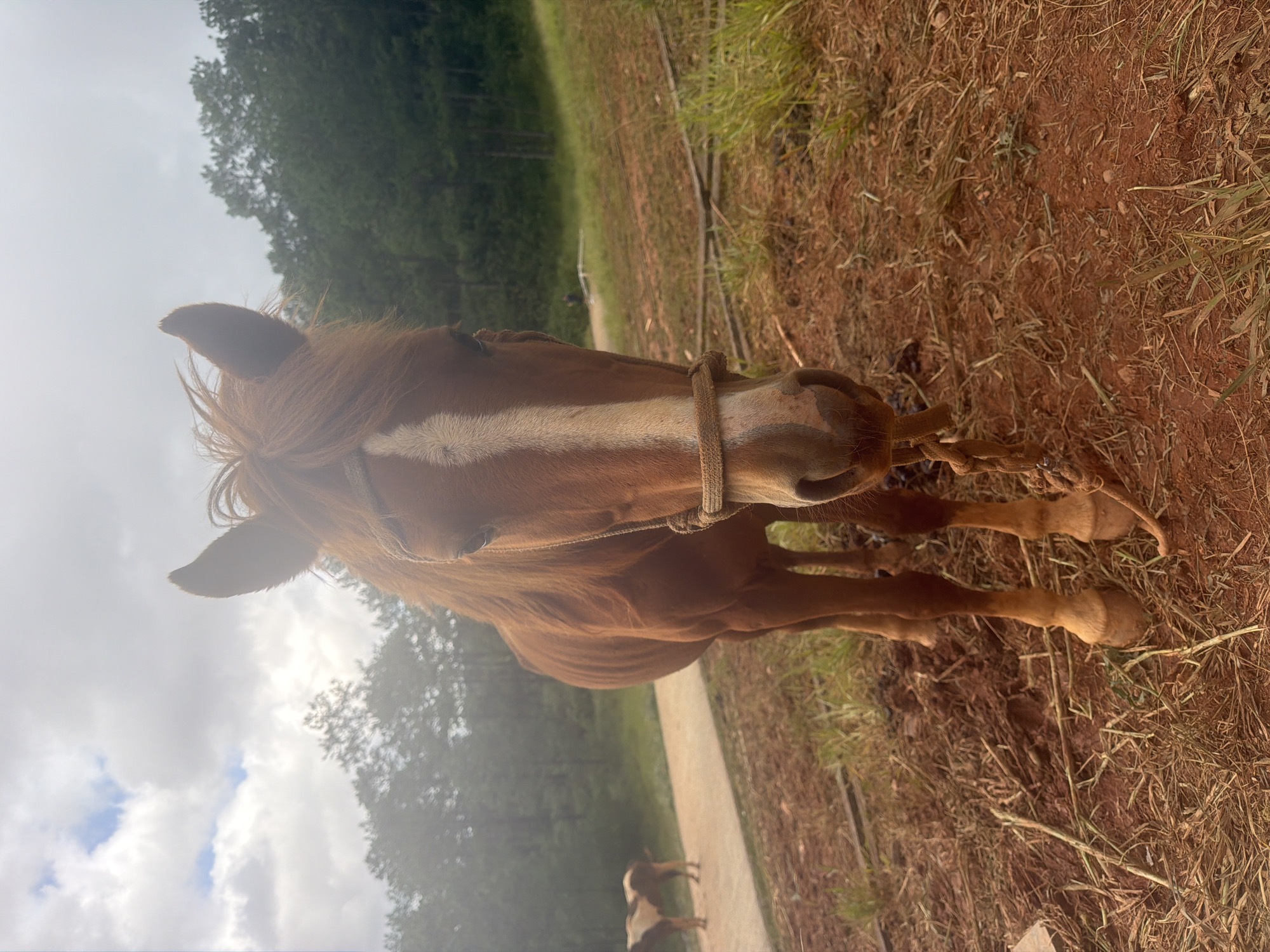 An adult brown horse with a white blaze on its face stands in the foreground of the image, looking directly at the camera. It wears a simple rope halter. The horse is standing on reddish-brown soil with dry grass and some scattered twigs. In the middle ground, to the left, a path or road is visible, with another horse, piebald brown and white, standing on it. Beyond the path, a dense forest of tall, dark green trees covers a hillside under a cloudy sky. The image appears to have been taken in a rural or semi-rural setting, possibly a farm or park, consistent with locations in the outskirts of Da Lat, Vietnam, known for its pine forests and equestrian activities. The lighting suggests it is daytime, but the overcast sky diffuses the light.