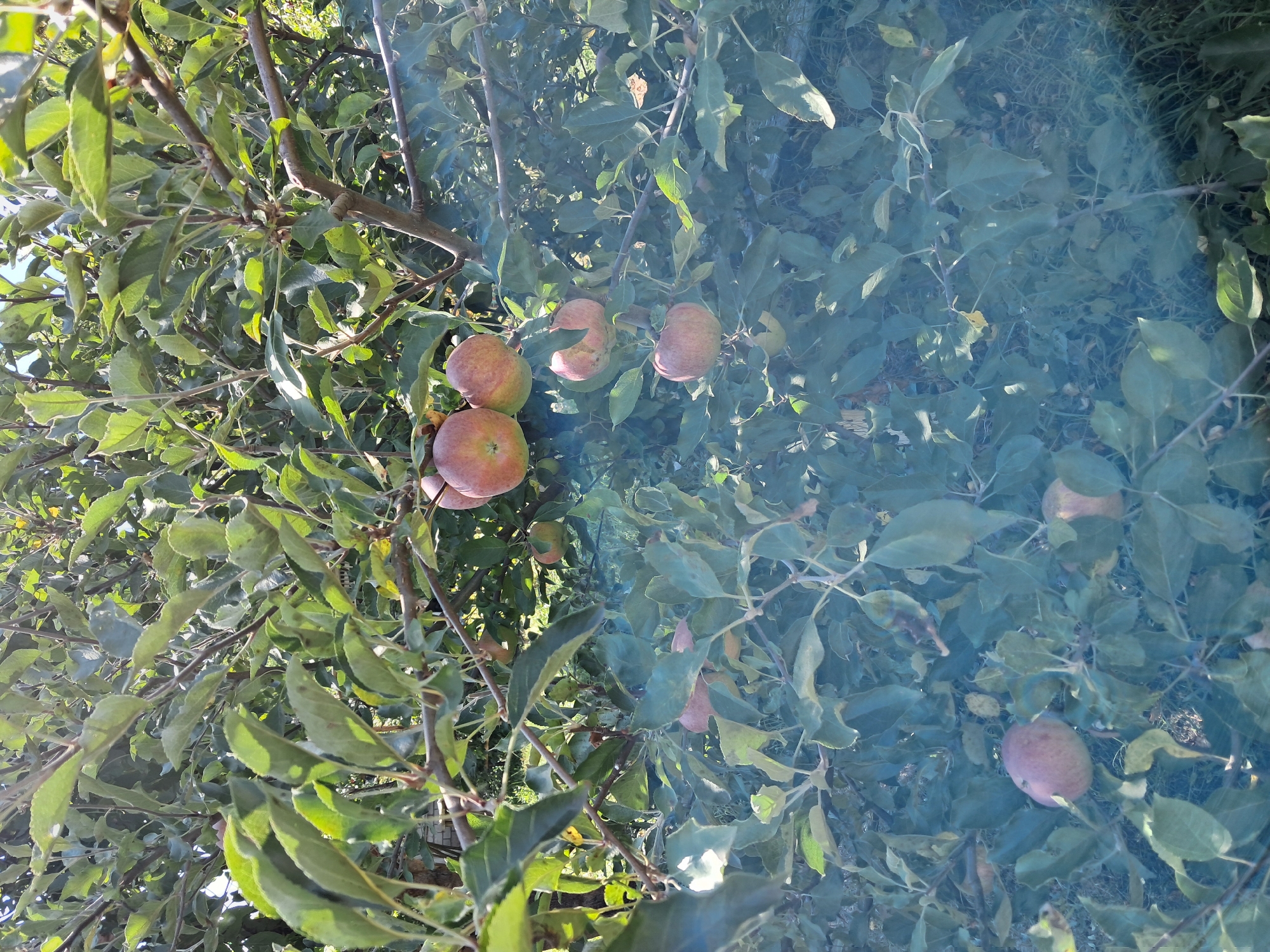 An outdoor, naturalistic scene depicts an apple tree laden with ripe fruit. The apples, varying in color from red to pinkish-red and yellow, are clustered on branches amidst green leaves. Sunlight filters through the foliage, creating highlights and shadows. The ground beneath the tree is covered with grass and fallen leaves. The image appears to be taken during the daytime, likely in an orchard or garden setting. The overall impression is one of abundance and natural beauty.