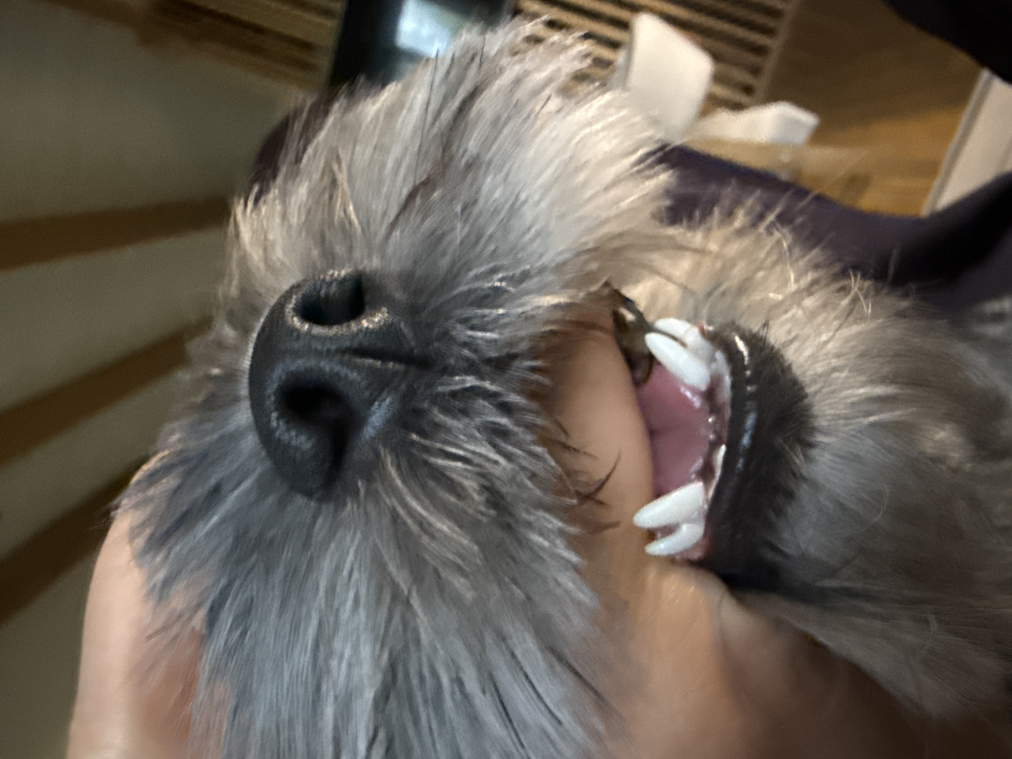 The image is a close-up, low-angle shot of a small, grey dog's snout and mouth. The dog's fur is long and shaggy, with some strands appearing wet. Its nose is black and wet, with visible nostrils. The dog's mouth is open, revealing sharp, white teeth and a pink tongue. A human hand is visible on the left side of the frame, holding the dog's mouth open. The background appears to be indoors, with wooden beams or panels visible on the ceiling and a blurred view of what might be furniture or a doorway in the distance. The image does not contain any information that would indicate its location in the city of Chaikovsky, Russia.