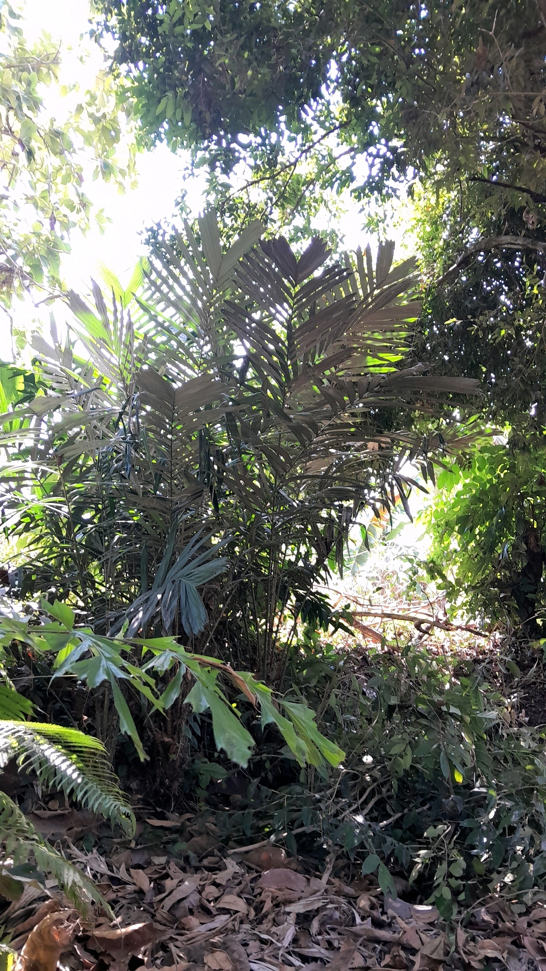 In the dense foliage of Ngraho, Indonesia, sunlight filters through a canopy of lush green leaves, casting dappled shadows on the forest floor. The scene is dominated by a large palm tree with its distinctive fan-shaped leaves, its fronds catching the light as they spread outwards. Surrounding the palm, smaller plants and ferns create a rich undergrowth, their leaves a vibrant emerald against the muted tones of the decaying leaves scattered on the ground. The air is alive with the whisper of leaves and the dappled sunlight, creating a serene and natural ambiance.