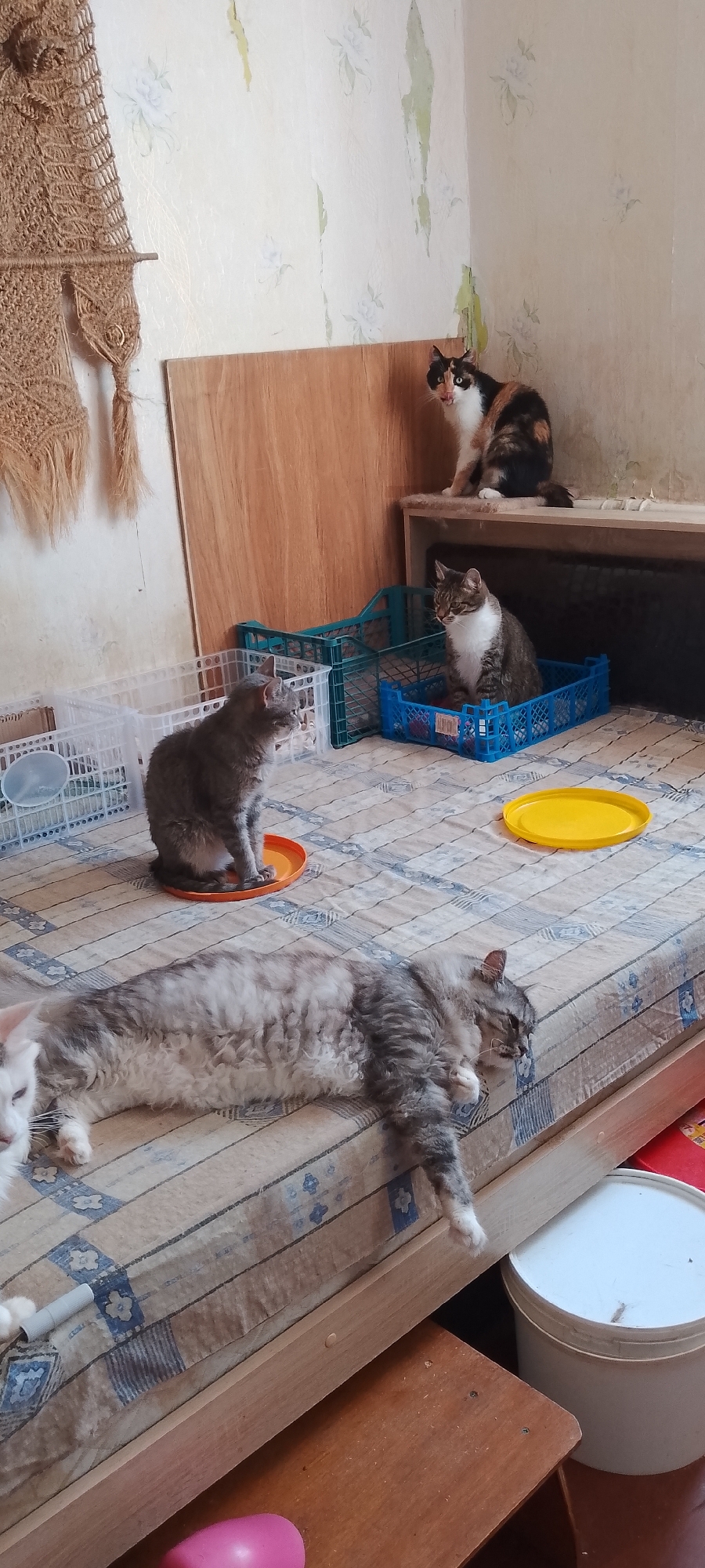 The image depicts an indoor scene, possibly a bedroom or living area, with four cats present. The room appears somewhat cluttered. In the foreground, a long-haired grey and white cat is stretched out on a mattress. To the left of this cat, another grey cat is sitting upright. Further back and to the right, a tabby and white cat is seated in a blue plastic crate. At the top right of the image, a calico cat is perched on a shelf, looking down. The walls are decorated with a floral wallpaper that shows signs of wear and peeling. Various plastic crates and containers are scattered around the room. A macrame wall hanging is visible on the left side of the frame. The lighting suggests an indoor environment, possibly daytime with ambient light. The image does not contain any specific indicators of its location within the city of Belgorod, Russia.